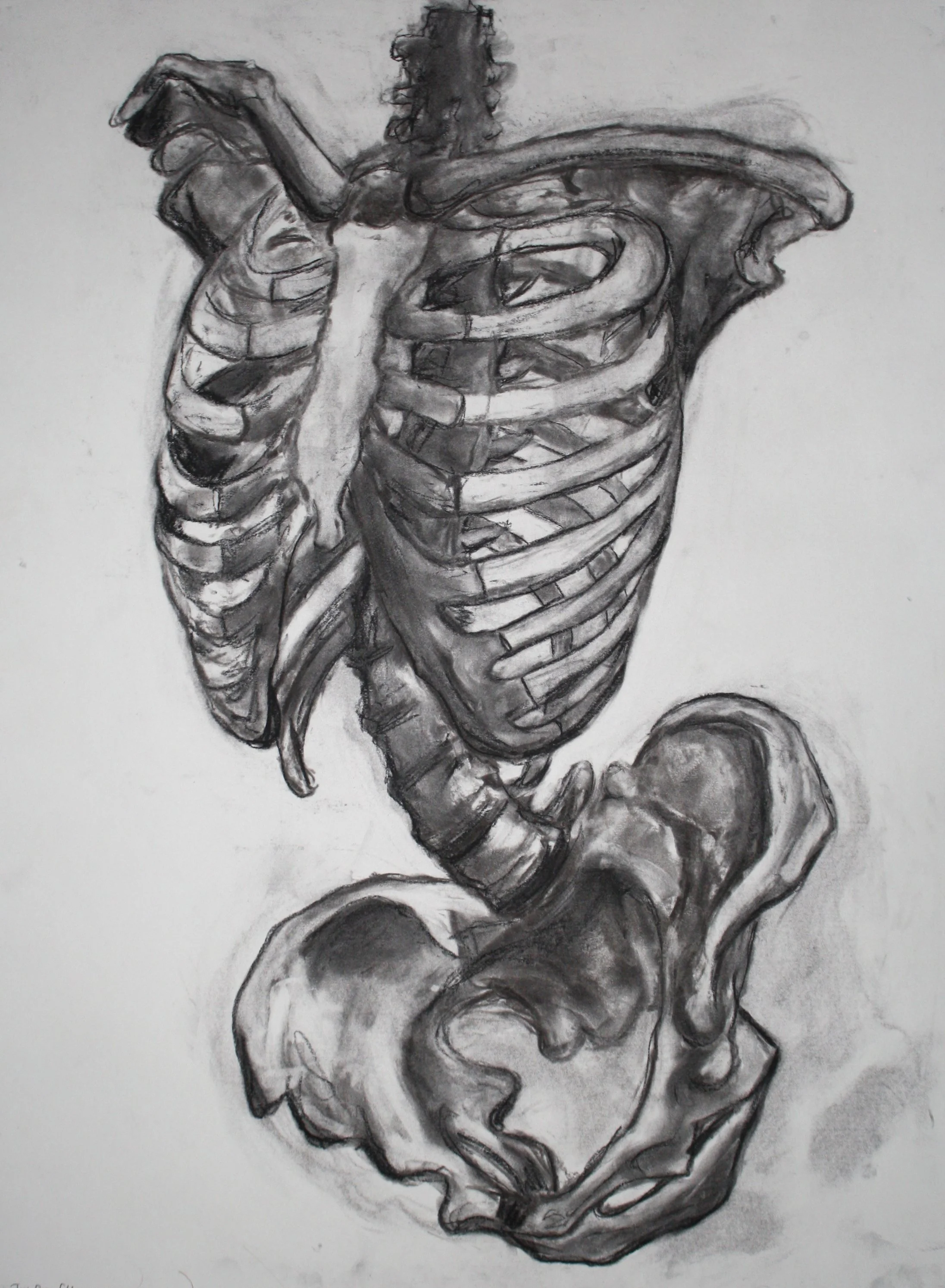 torso_skeleton.jpg