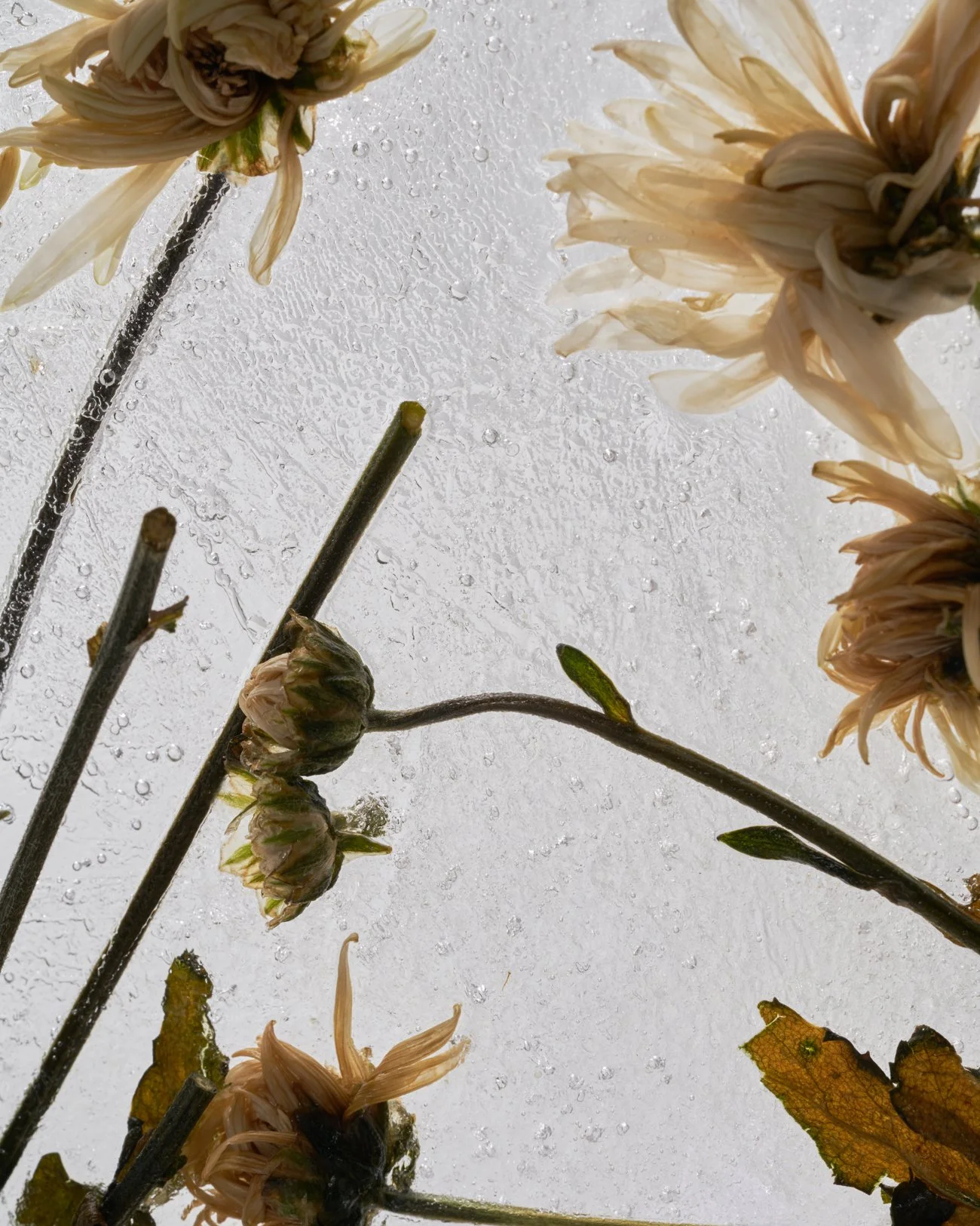 THE ROSALIE FLOWER PROJECT-8.jpg