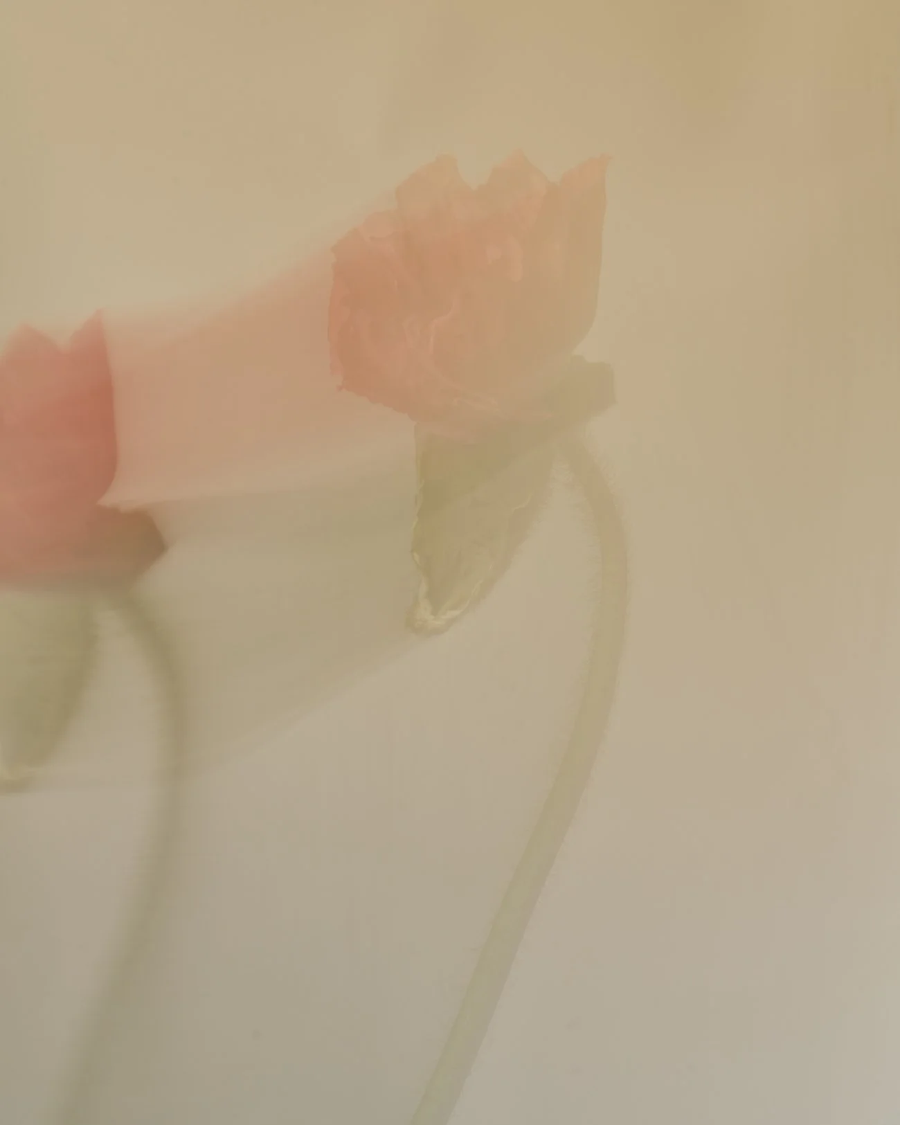 THE ROSALIE FLOWER PROJECT-11.jpg