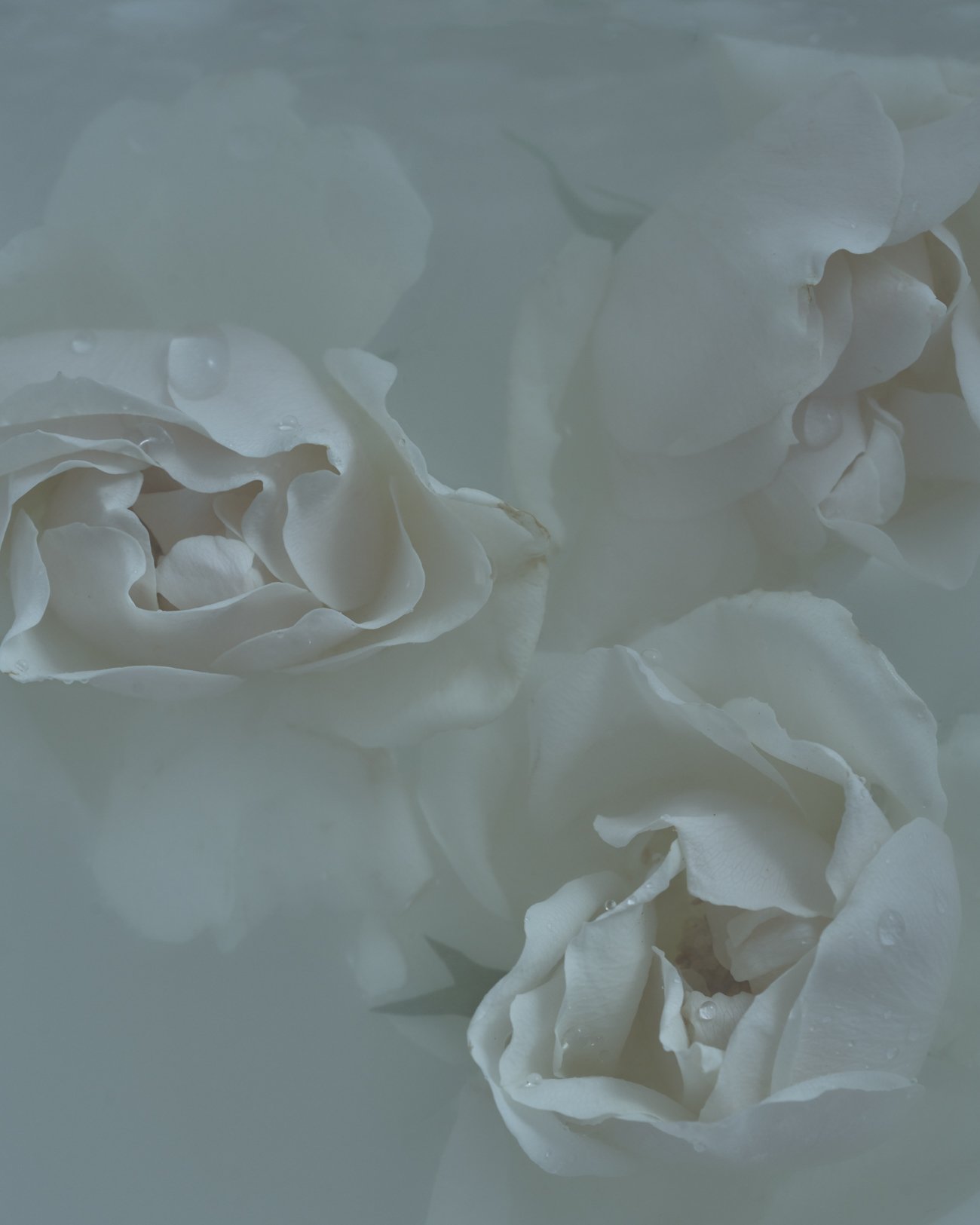 THE ROSALIE FLOWER PROJECT-38.jpg