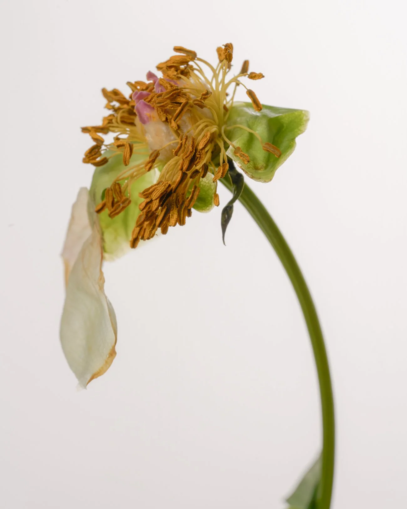 THE ROSALIE FLOWER PROJECT-25.jpg