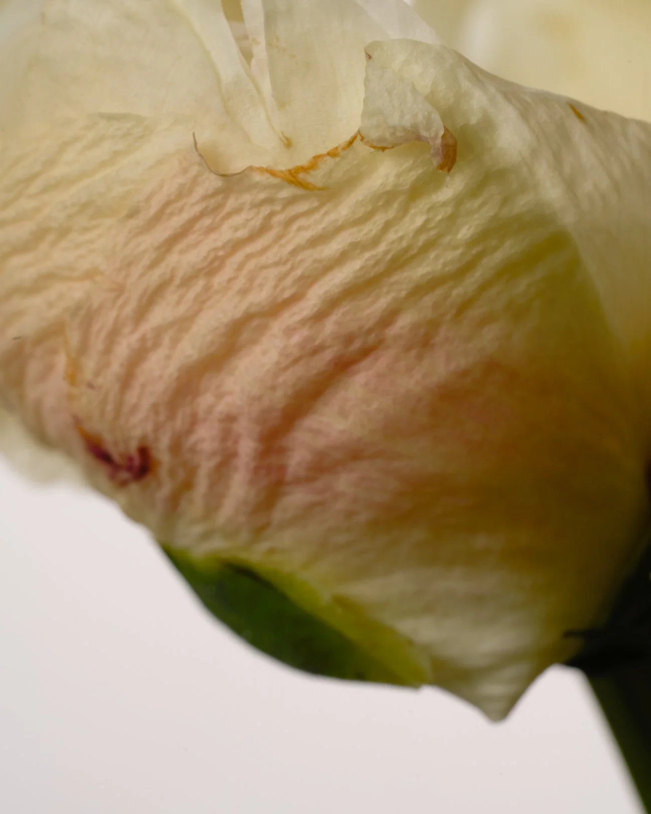 THE ROSALIE FLOWER PROJECT-21.jpg