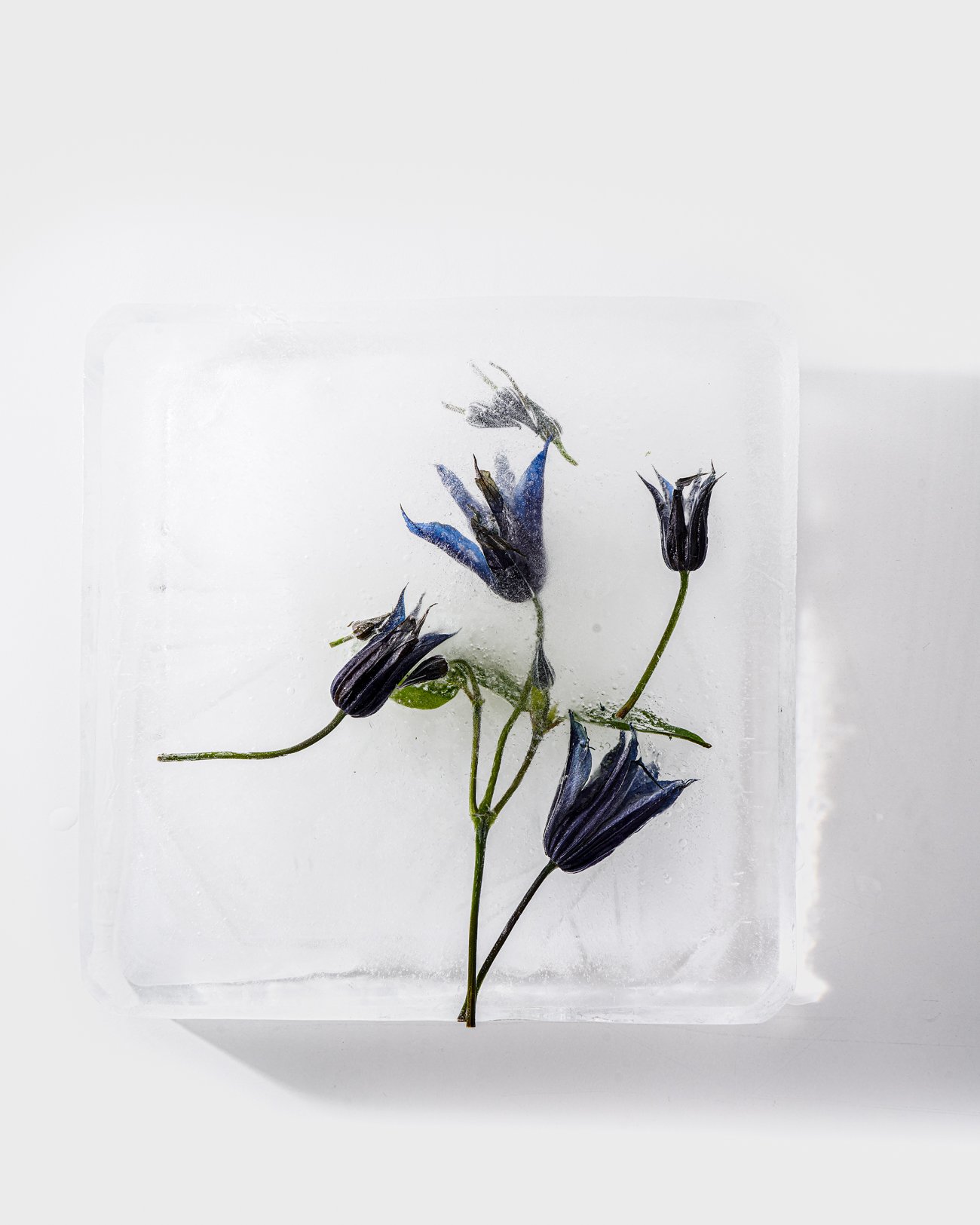 THE ROSALIE FLOWER PROJECT-13.jpg