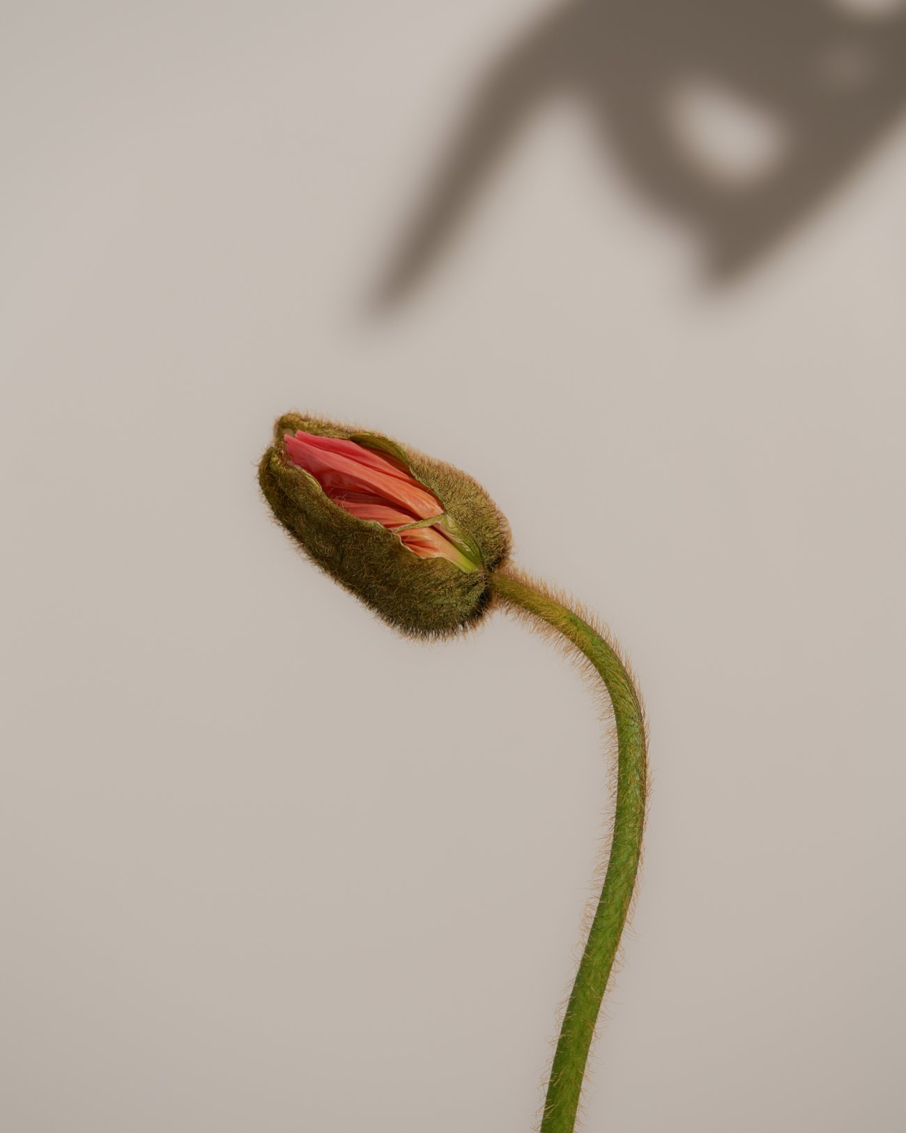 THE ROSALIE FLOWER PROJECT-22.jpg