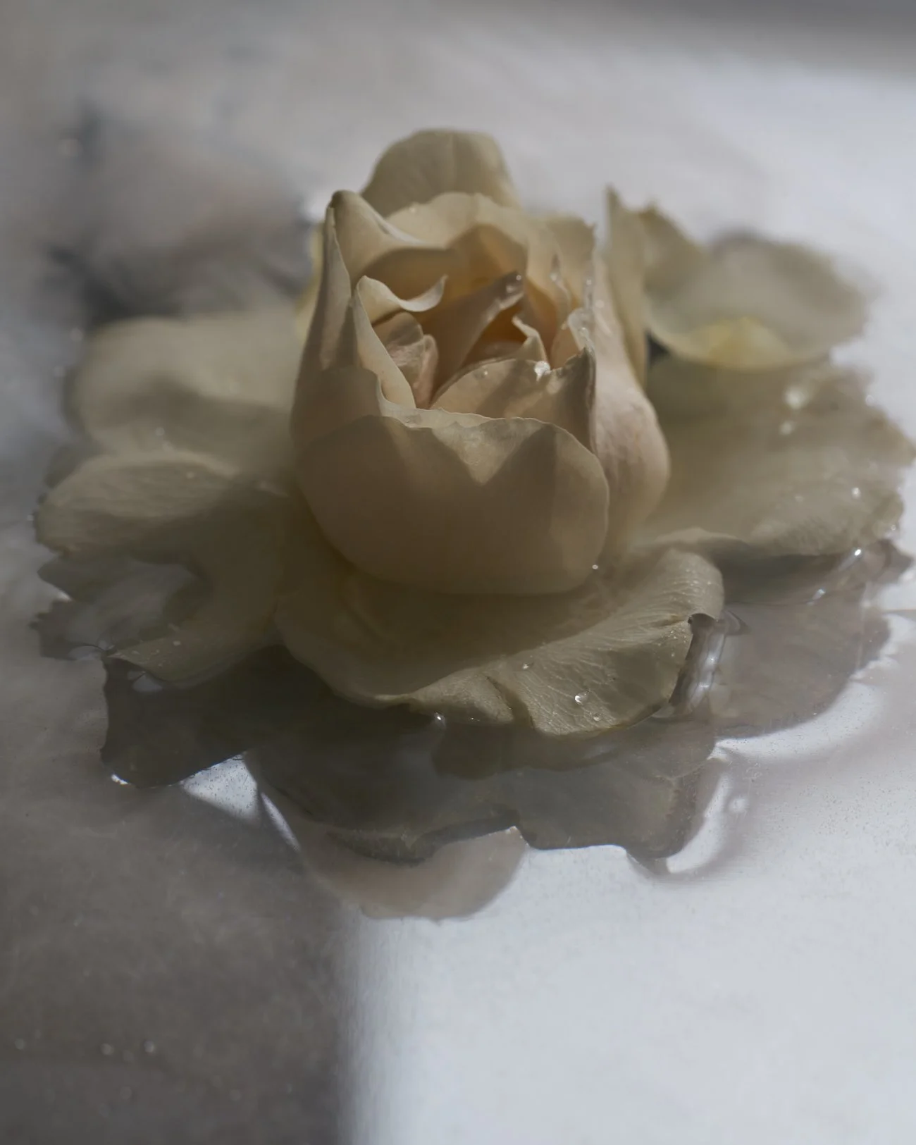 THE ROSALIE FLOWER PROJECT-39.jpg