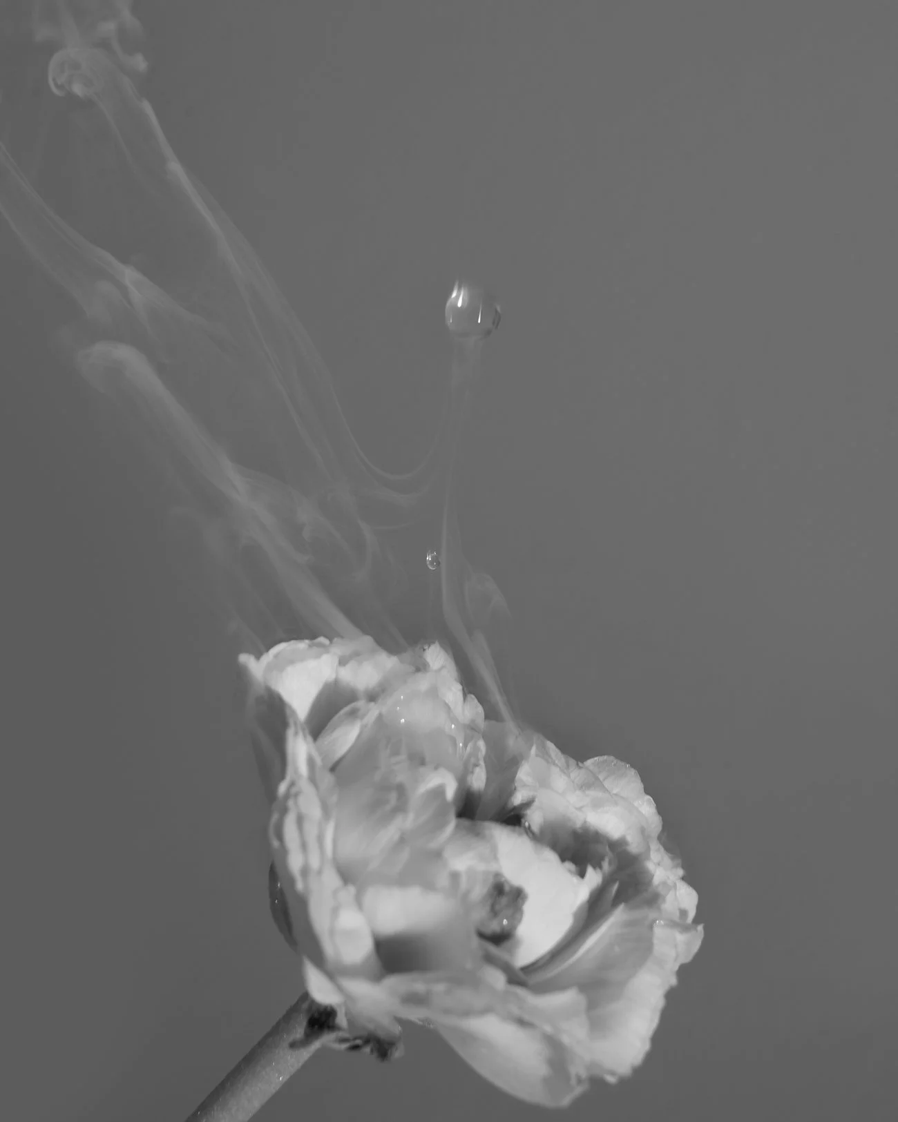 THE ROSALIE FLOWER PROJECT-33.jpg