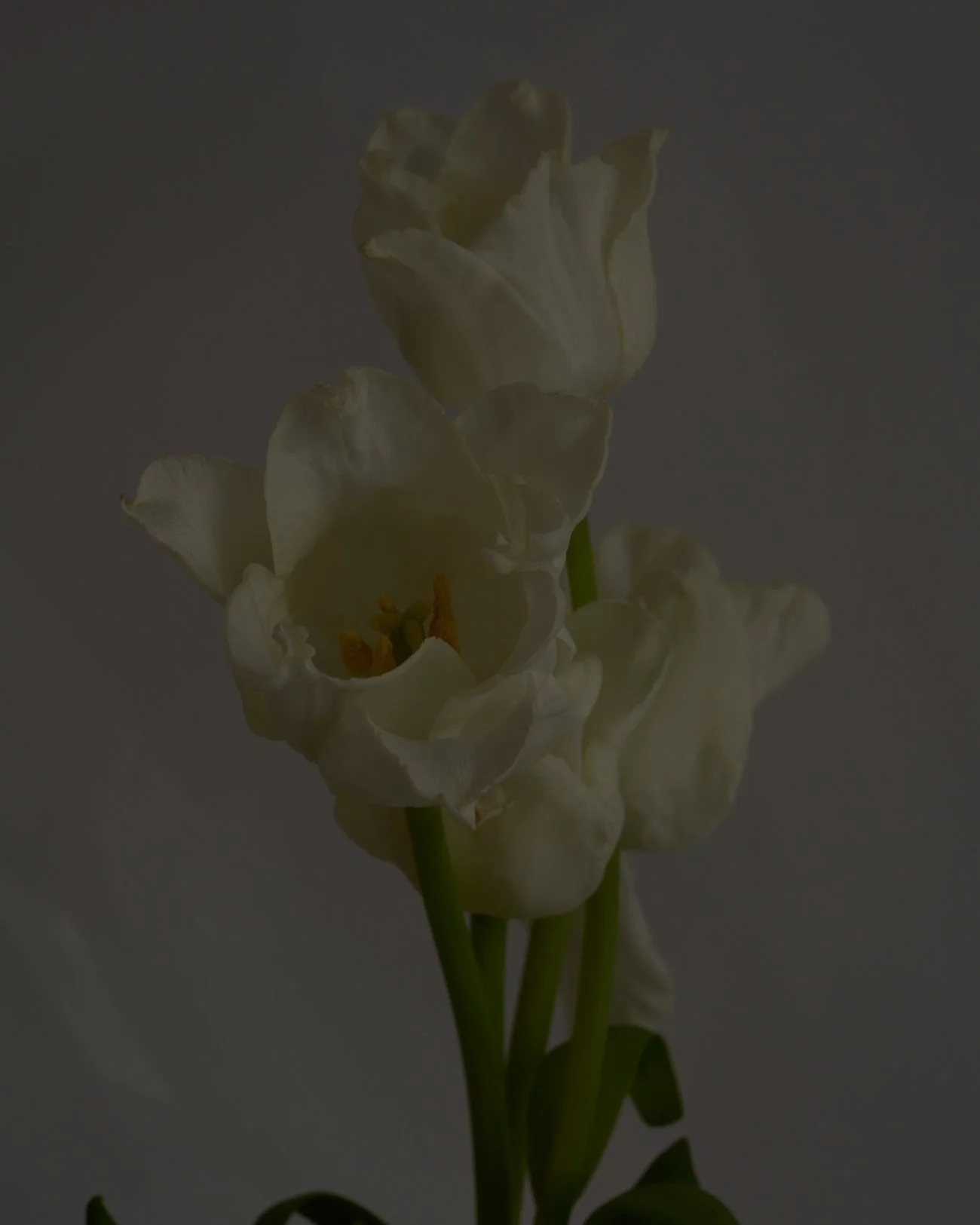 THE ROSALIE FLOWER PROJECT-37.jpg