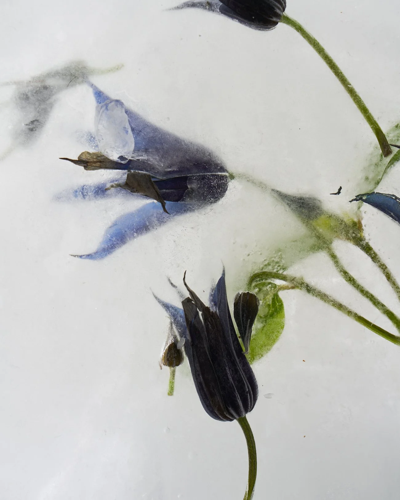 THE ROSALIE FLOWER PROJECT-7.jpg