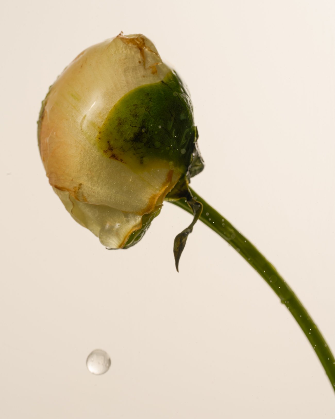 THE ROSALIE FLOWER PROJECT-24.jpg