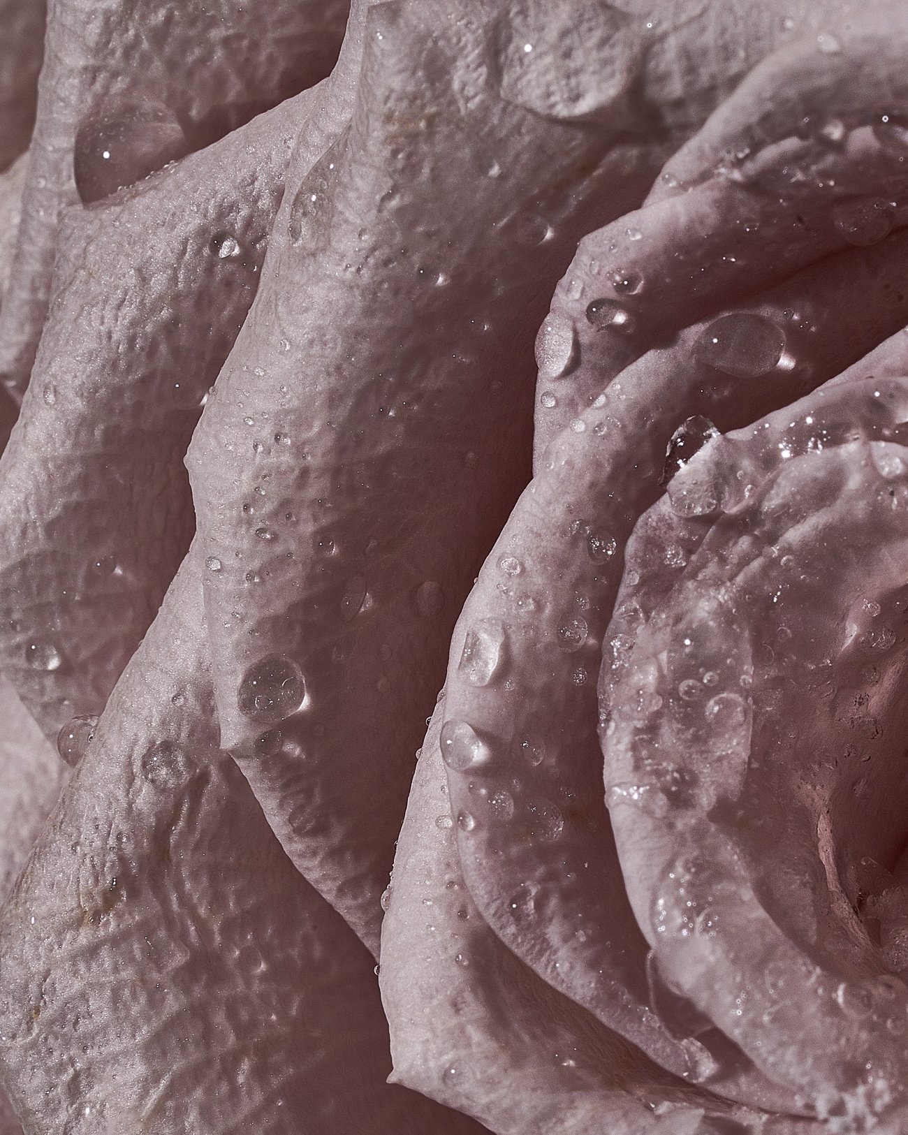 THE ROSALIE FLOWER PROJECT-2.jpg