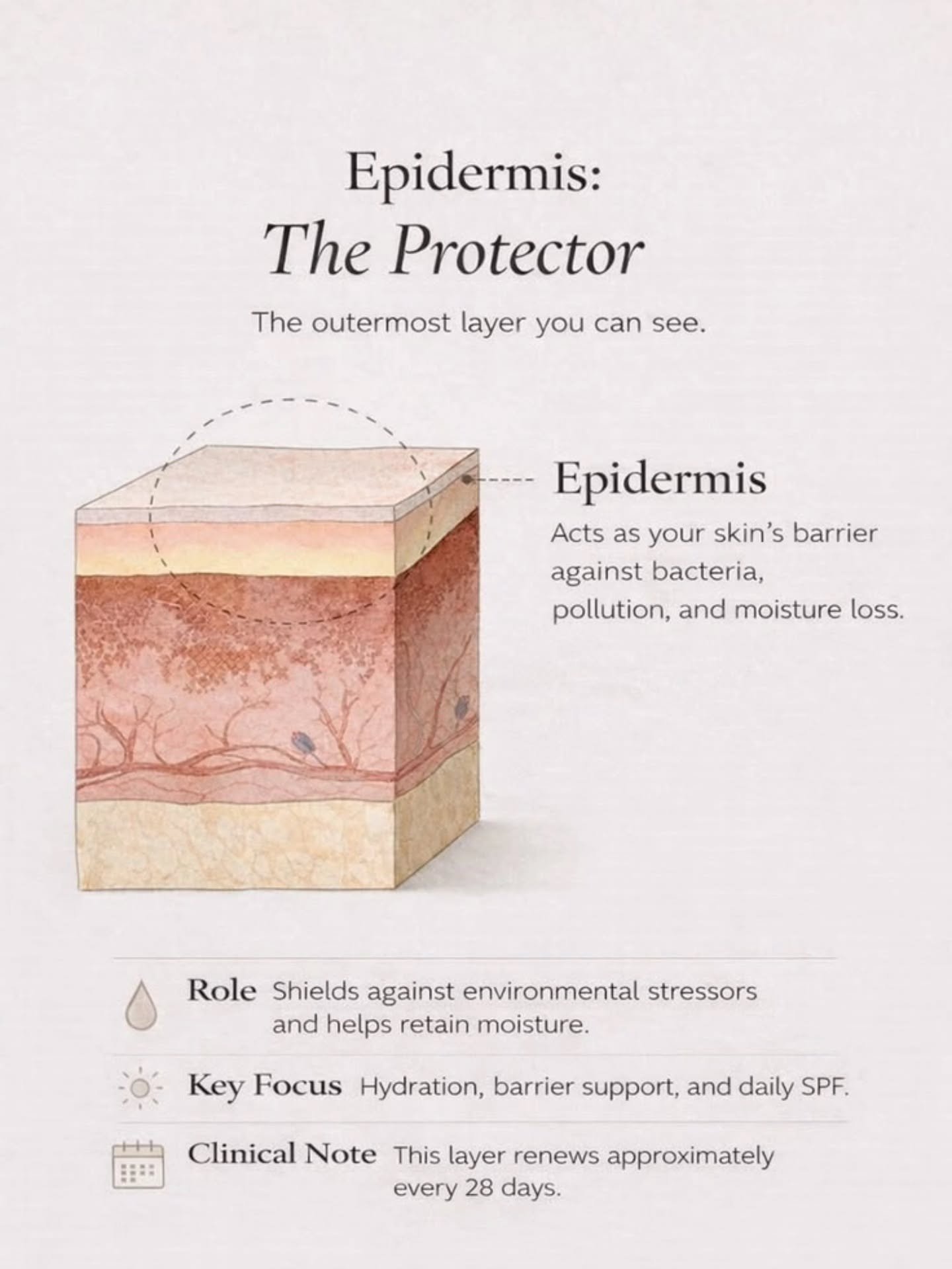 Natural Moisturising Factor (NMF) is the skin&rsquo;s internal water-binding system &mdash; a collection of amino acids, urea, lactates and humectant molecules housed inside the corneocytes that keep the stratum corneum flexible, hydrated and functio