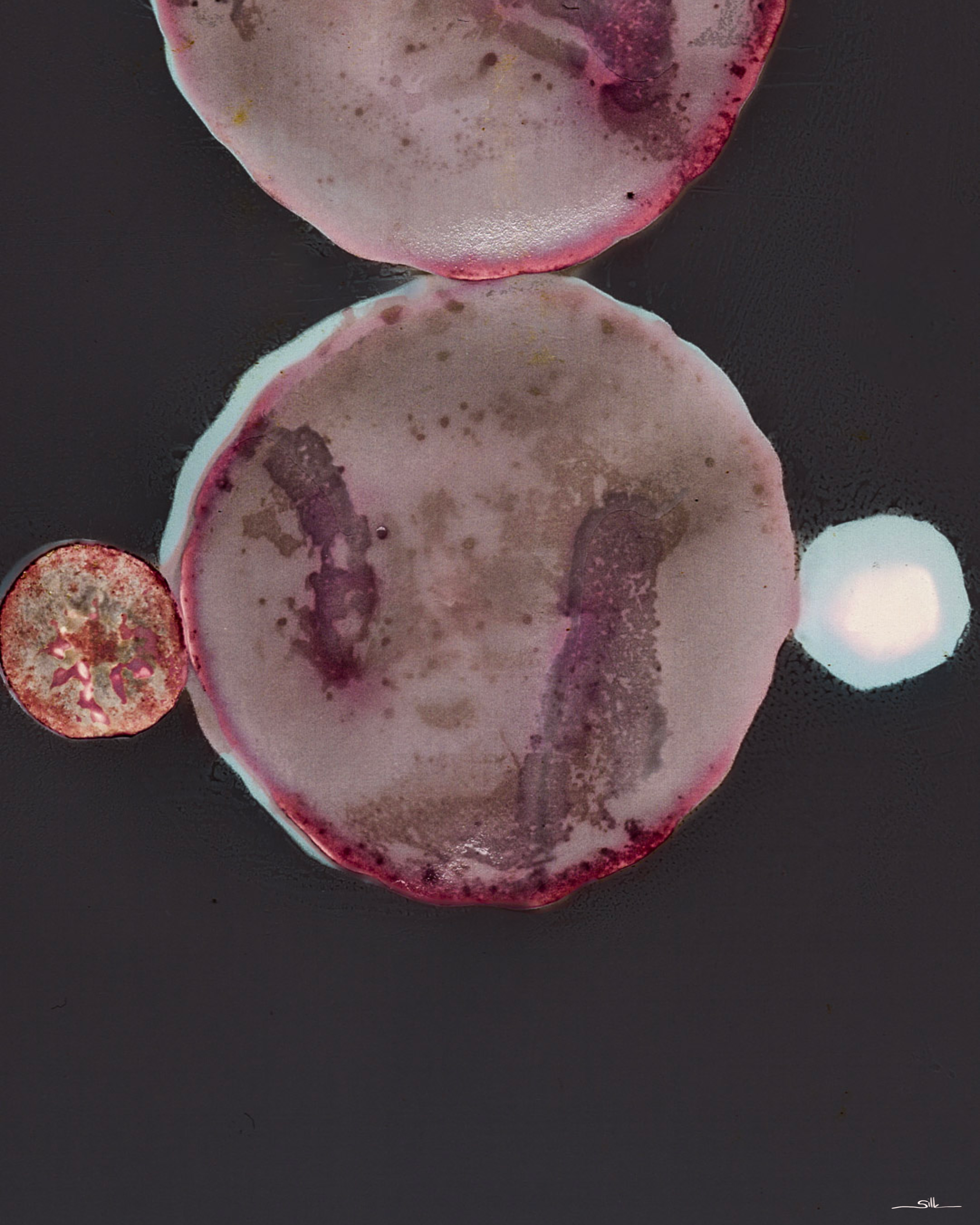 Lumen Cucumber final 1.png