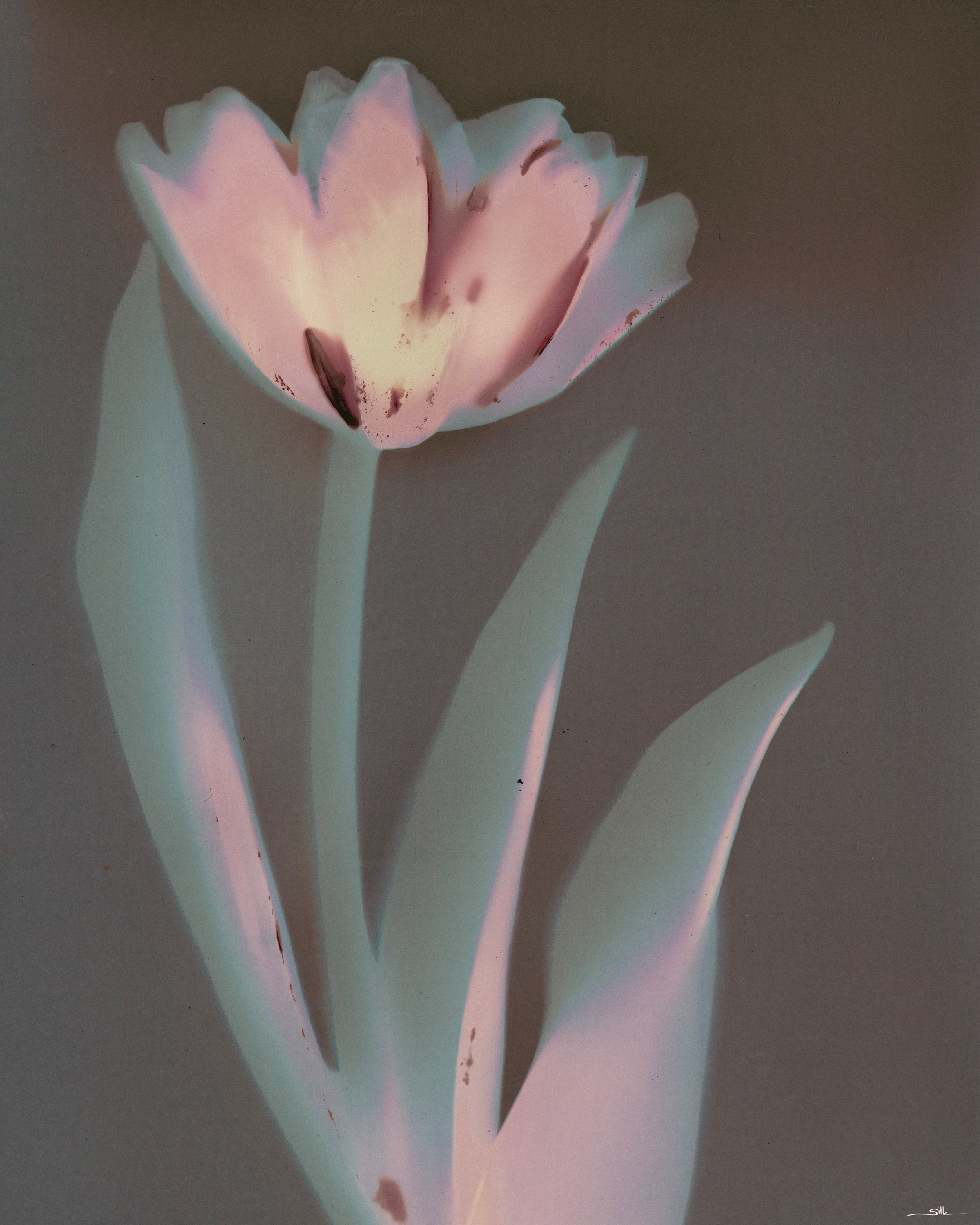 Lumen Tulip.png