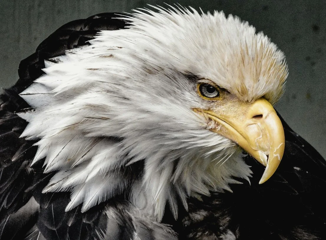 Close-up of a bald eagle's head.