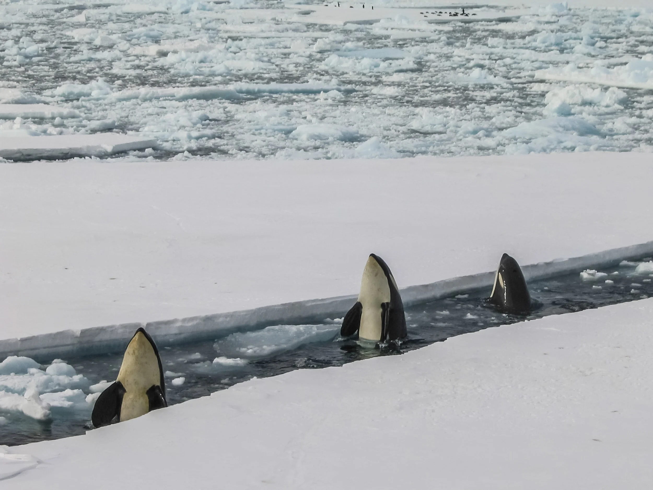 Antartica Supplers