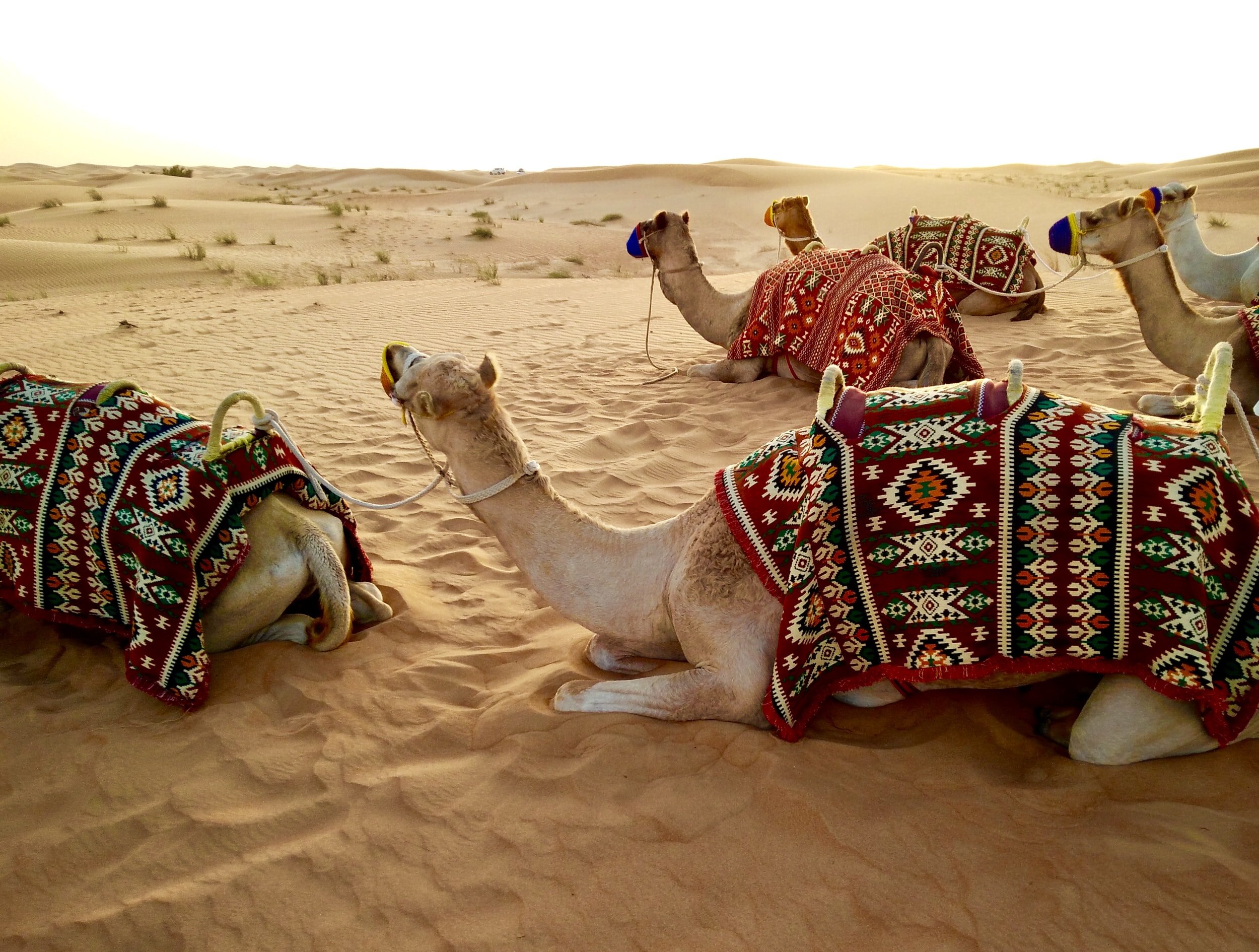 Middle East Suppliers