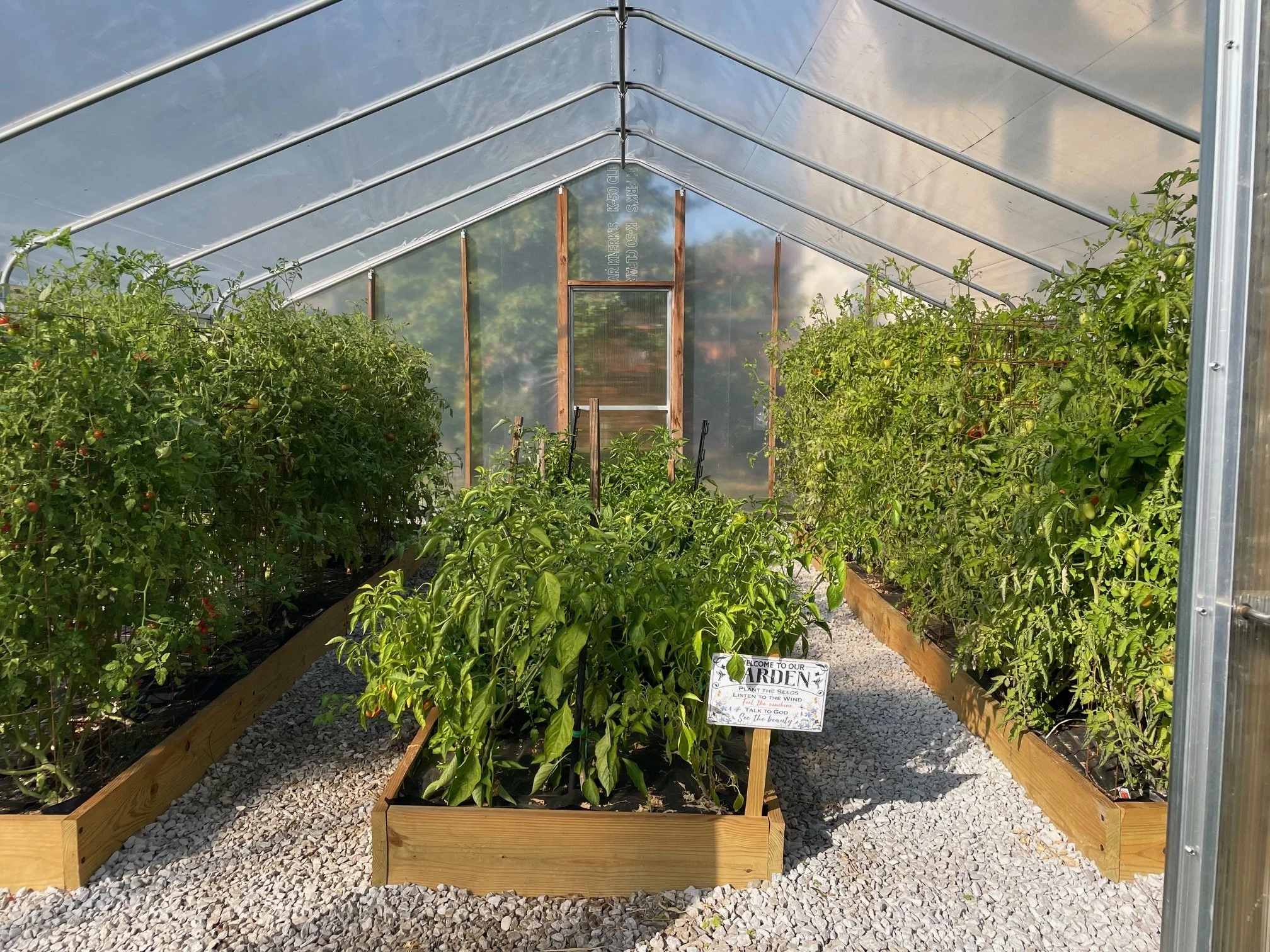 Inside a greenhouse with tall tomato and pepper plants on both sides and gravel floor, a small sign with gardening instructions is in front of the plants.