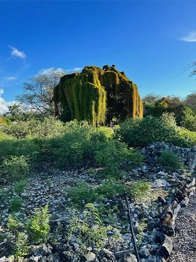 Kalaeloa Heritage and Legacy Foundation