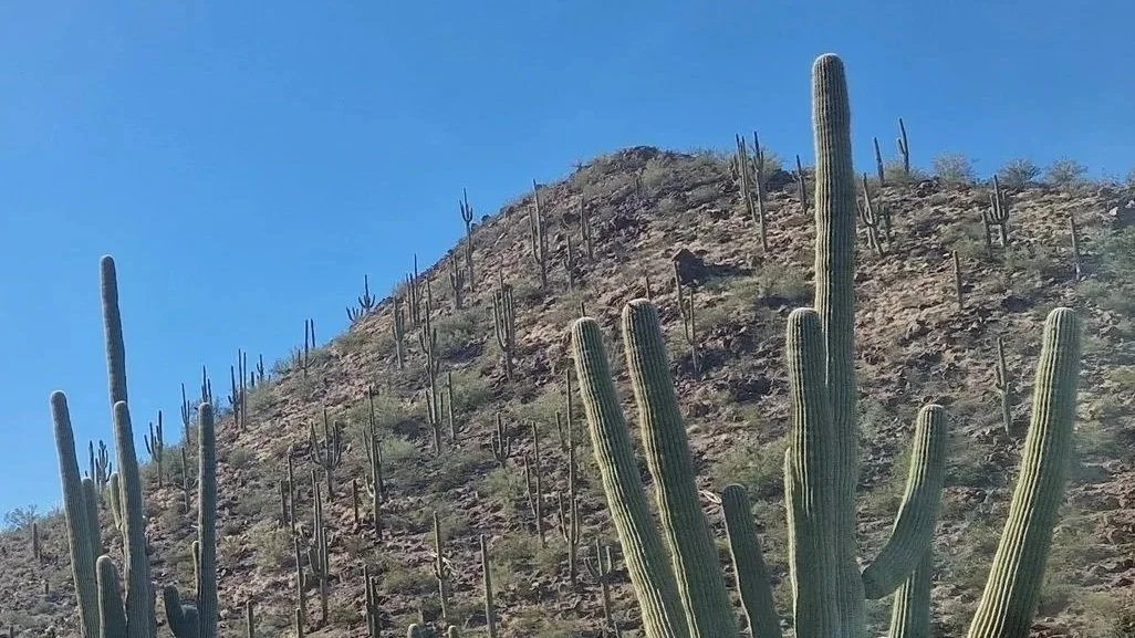 Desert hillside with numerous tall cacti under a clear blue sky.