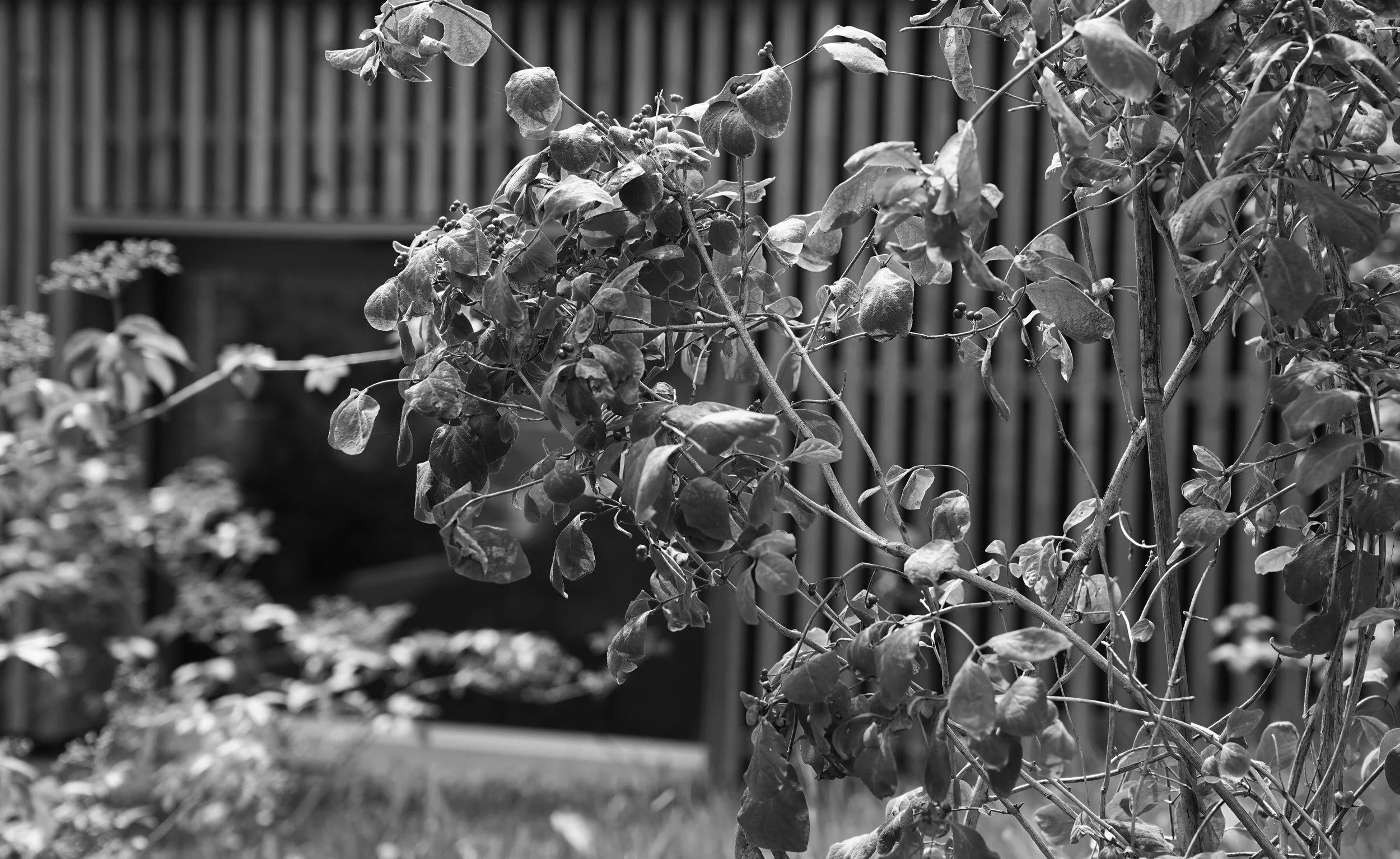 Rural Les Blancs Switzerland