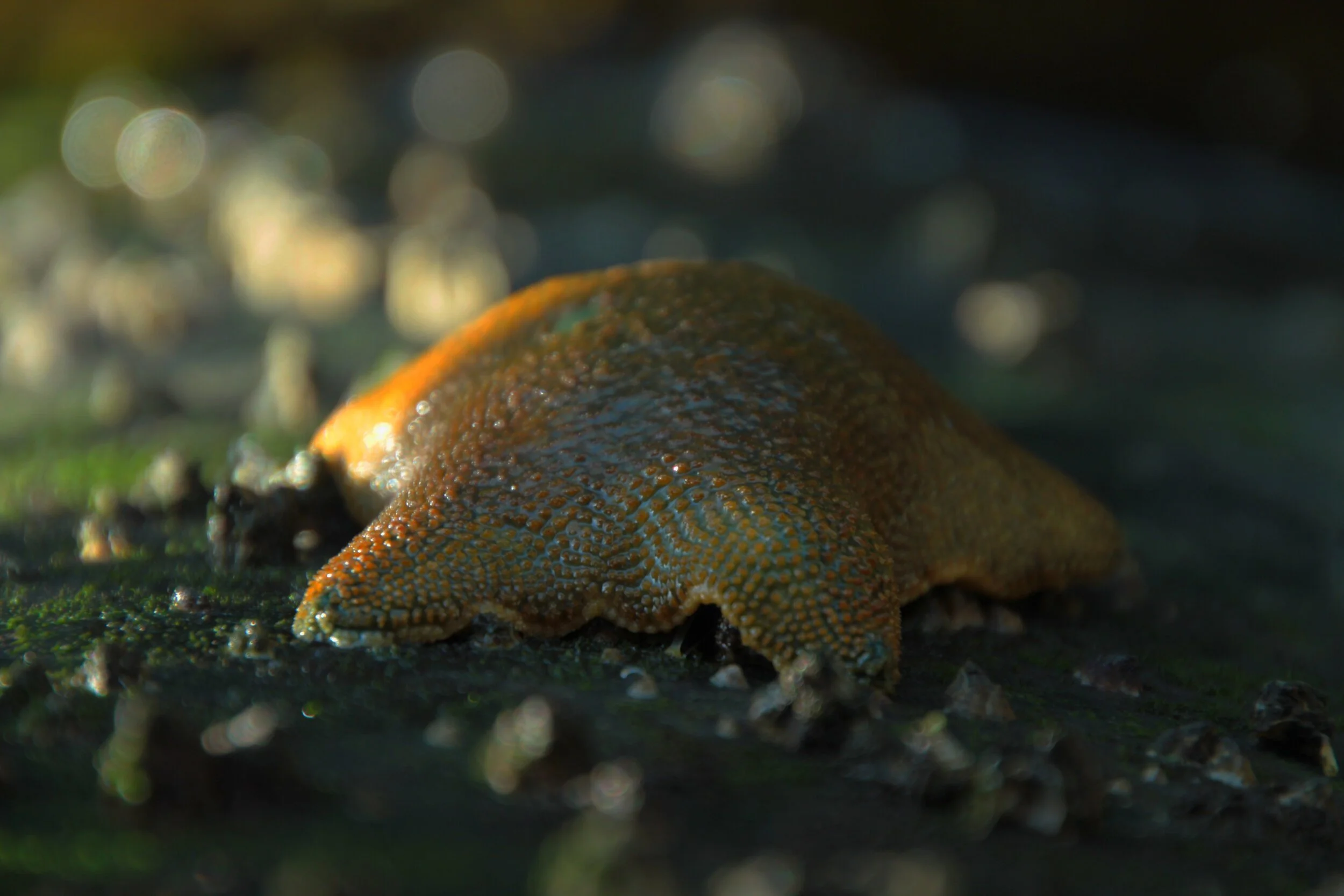 Close-up image of an orange and green sea star on a rock with small shells and blurred bokeh background.