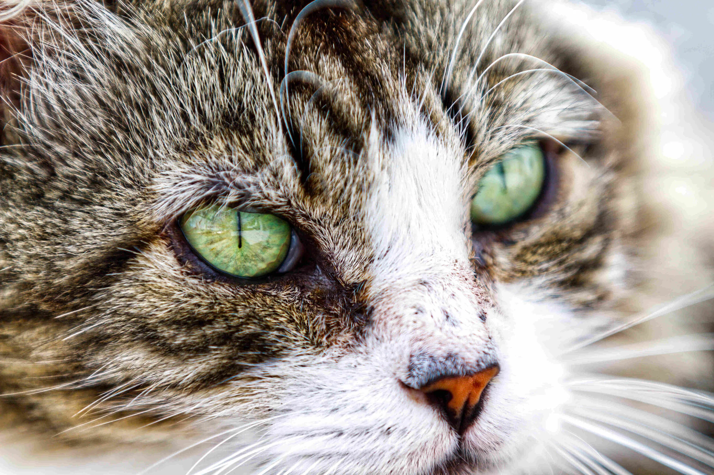 Close-up of a cat's face with green eyes and whiskers.
