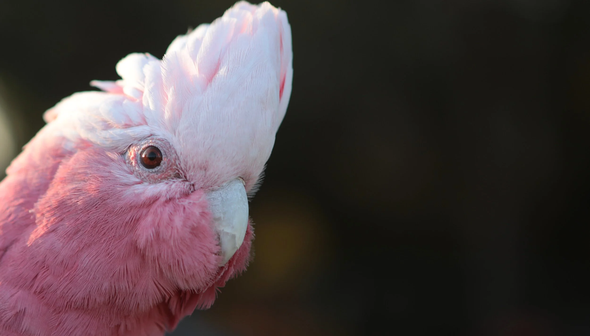 Close-up of a pink and white Galah bird with a dark background.