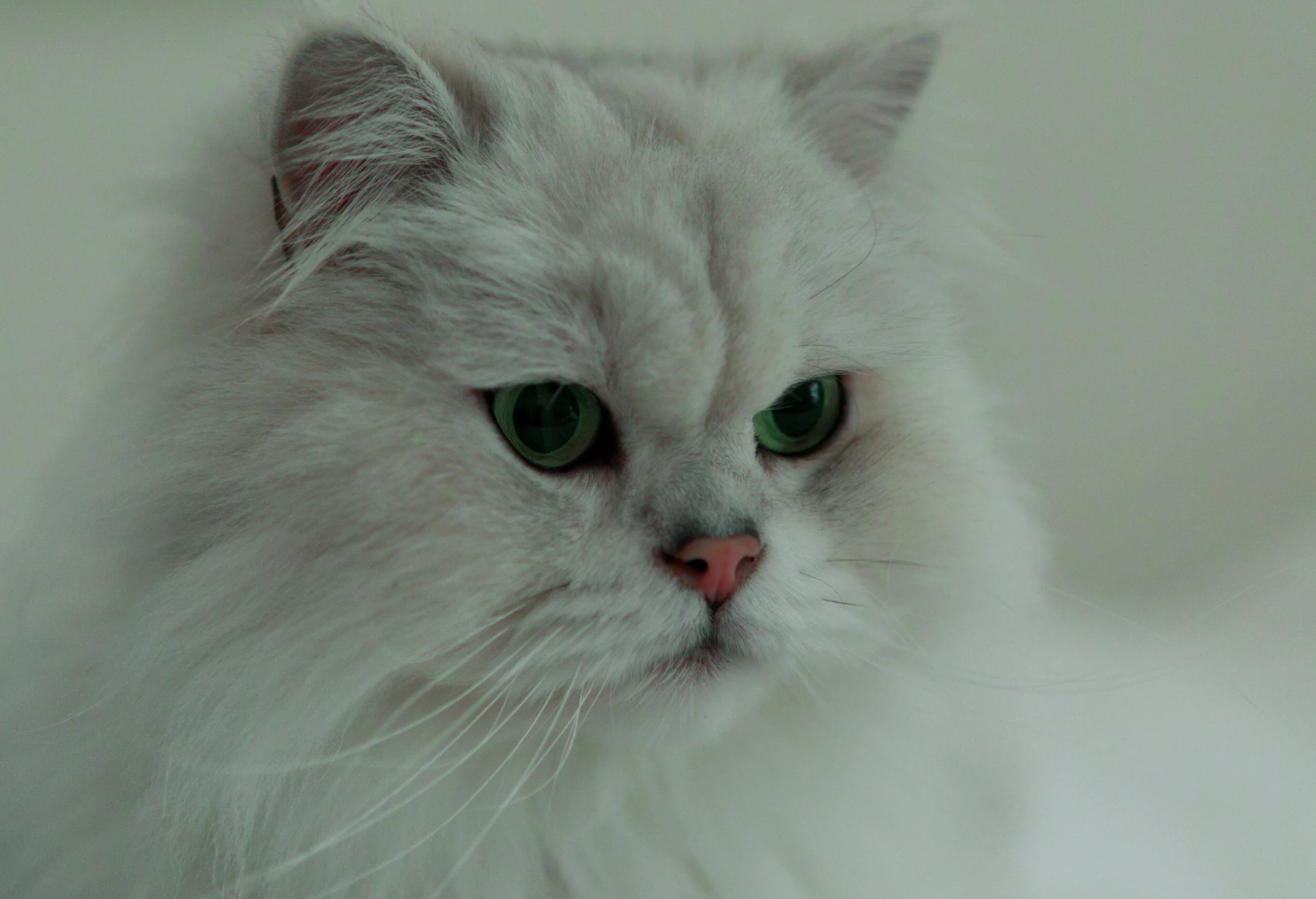 Close-up of a fluffy white cat with green eyes.