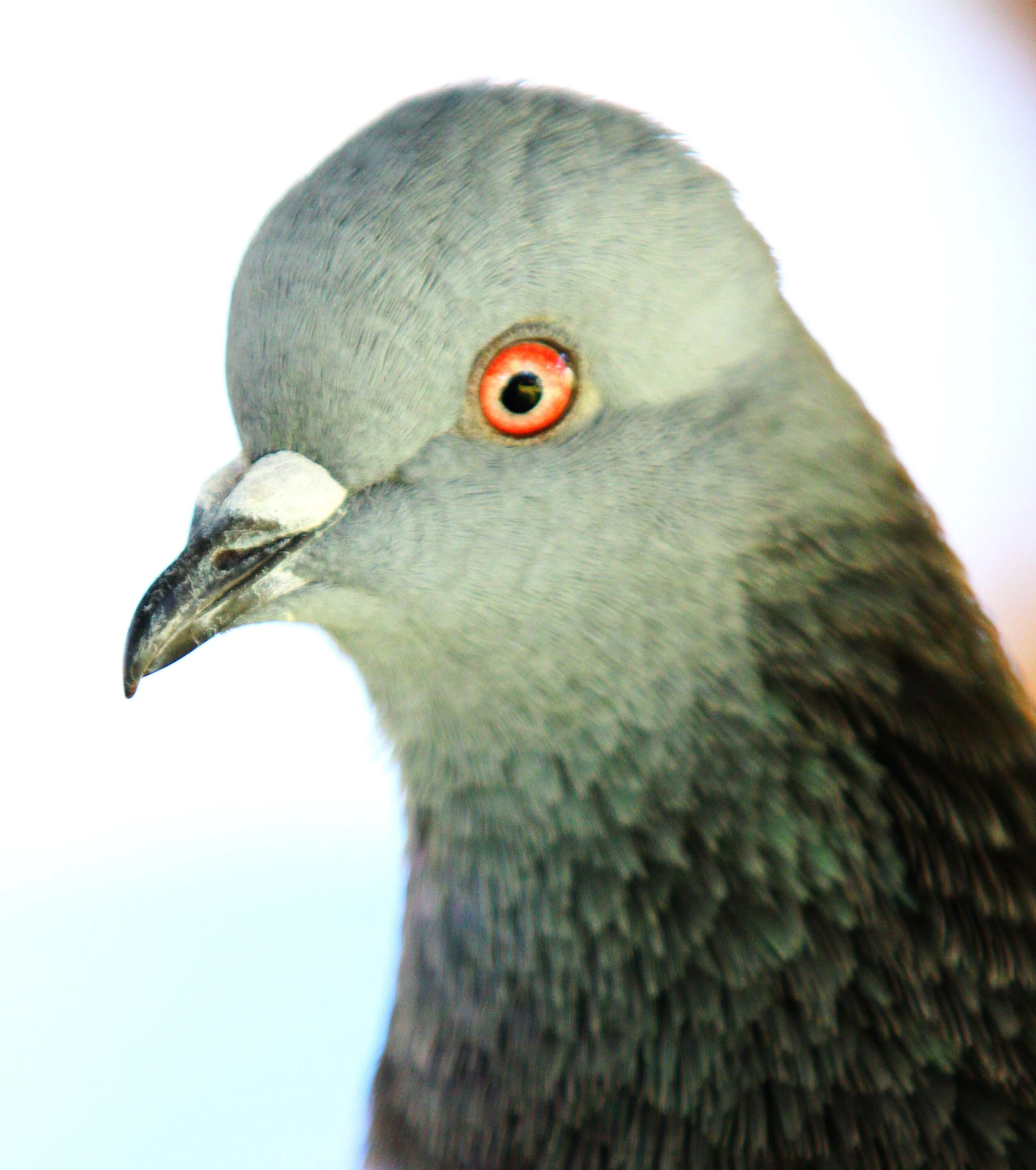 Close-up of a pigeon with a gray body and orange eye