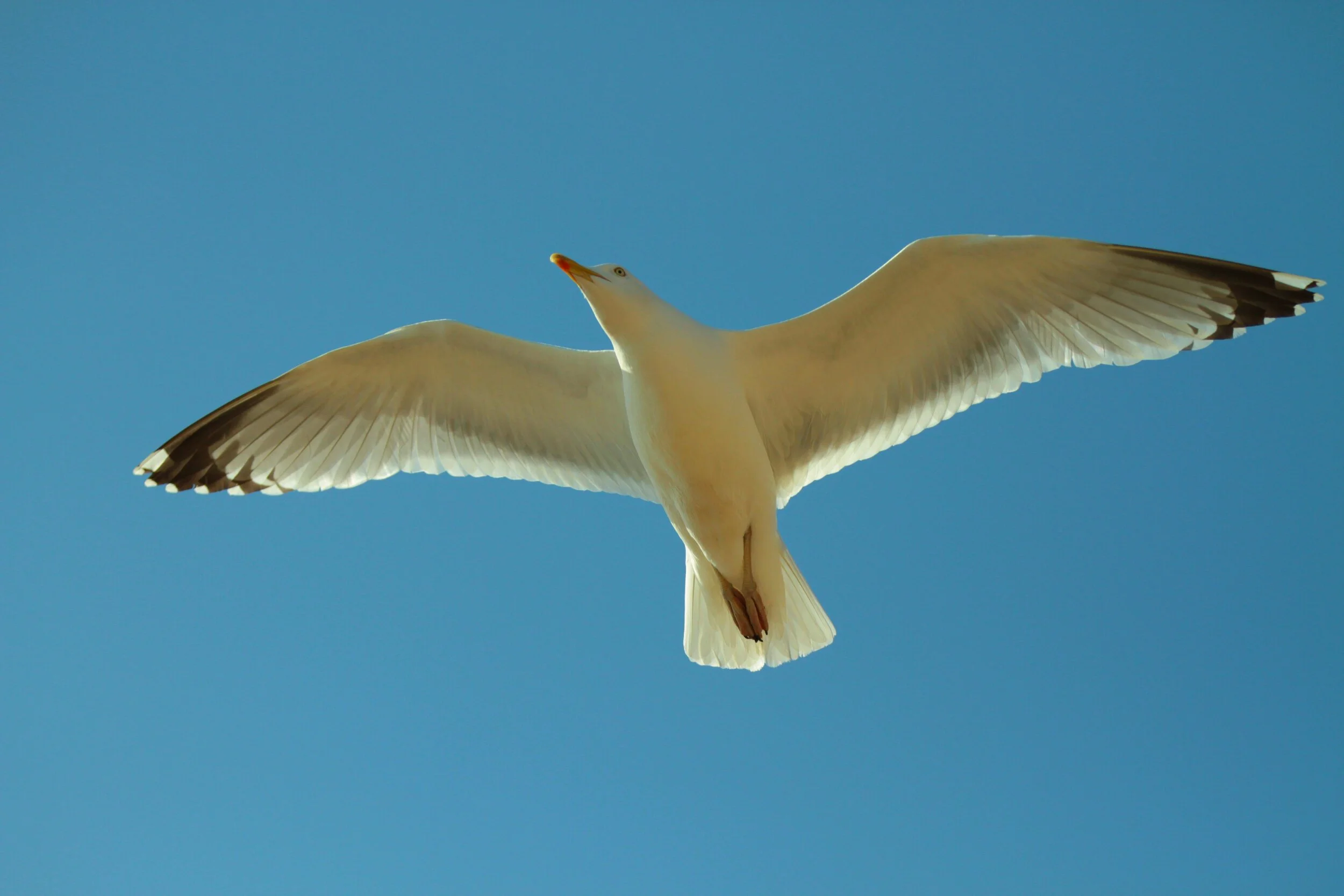 Seagull flying in clear blue sky with wings spread wide.