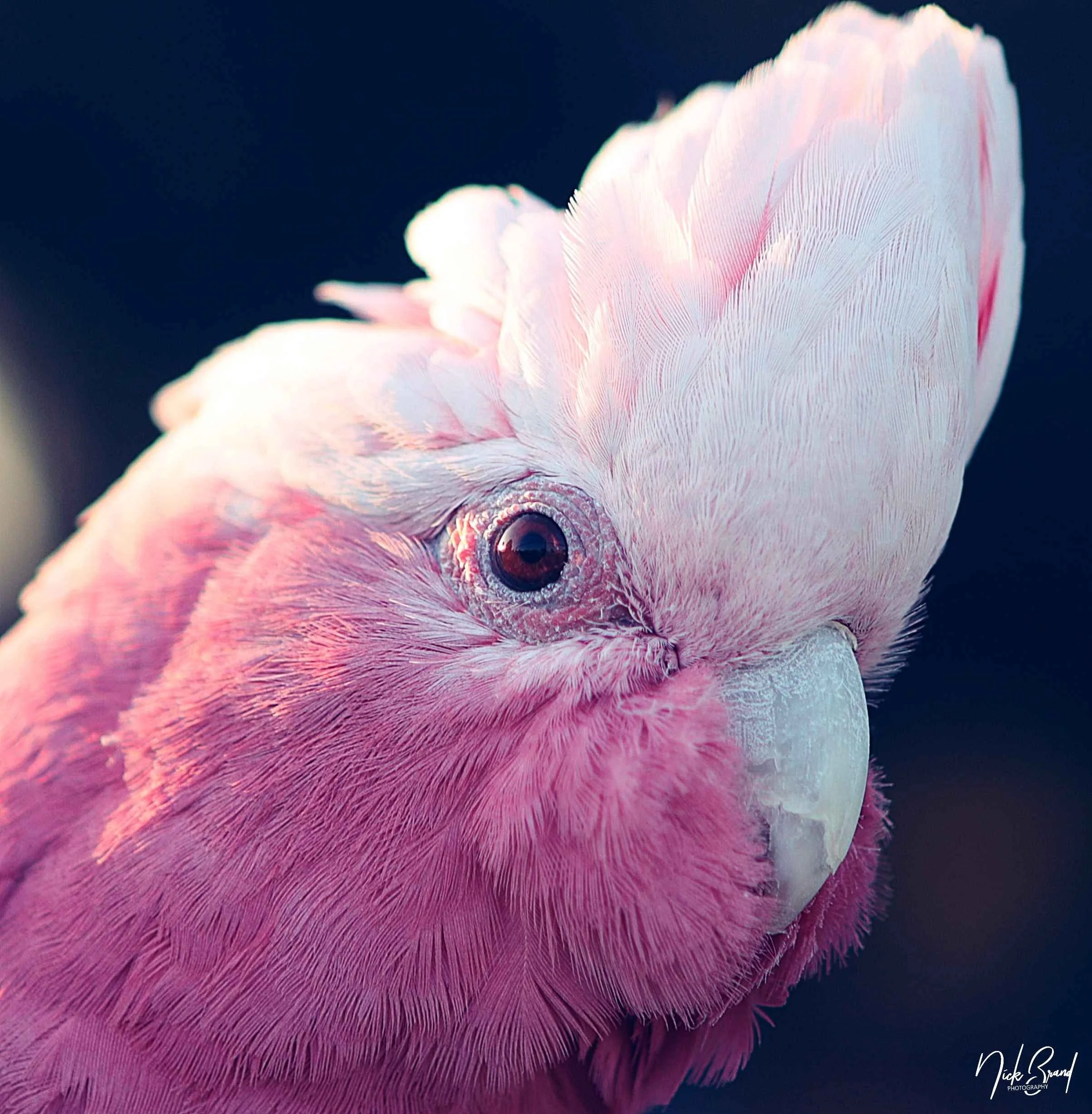Close-up of a pink and white cockatoo with detailed feathers and a vivid eye.