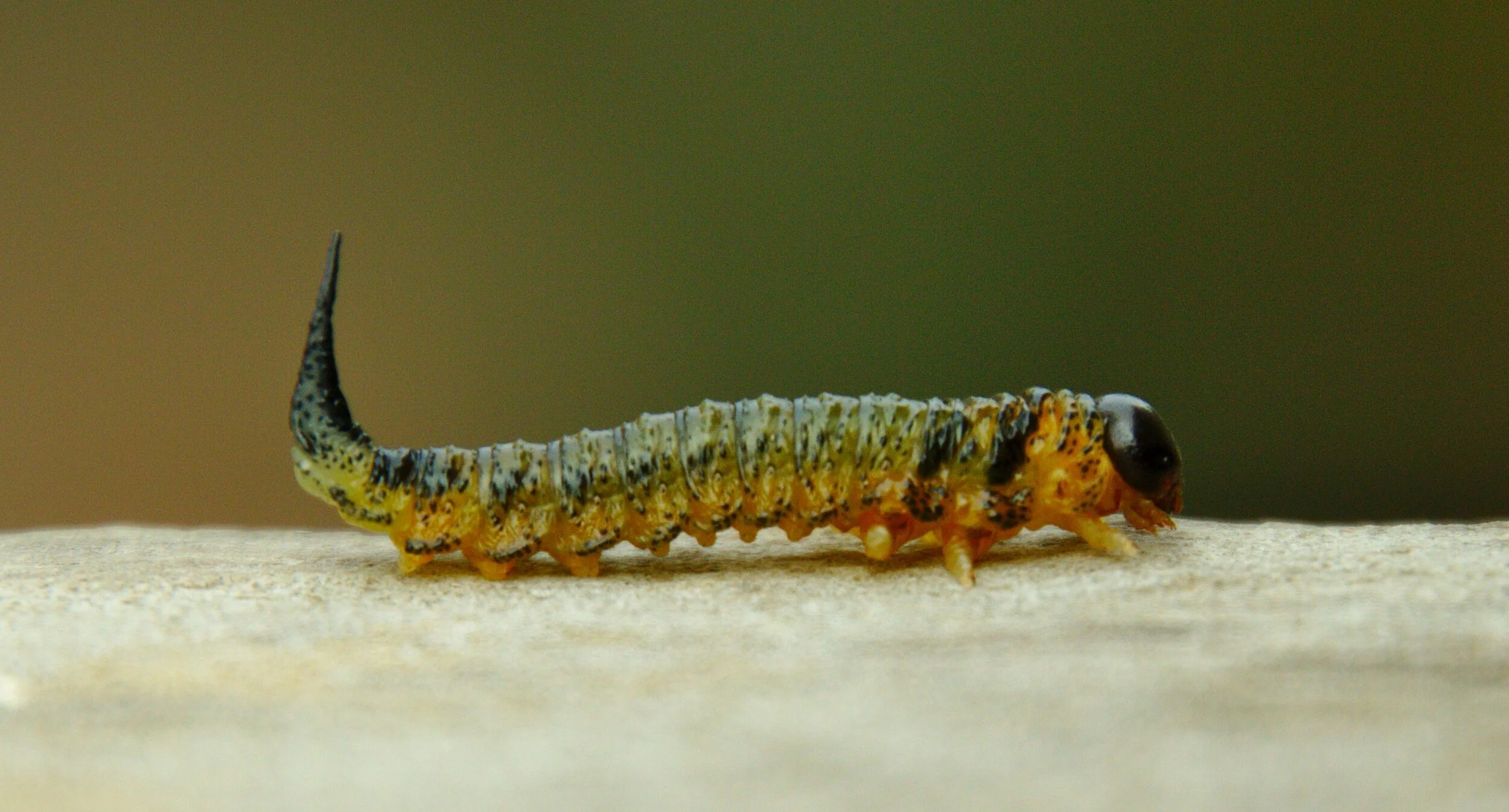 Close-up of a greenish-yellow insect larva with a curved tail on a light-colored surface.