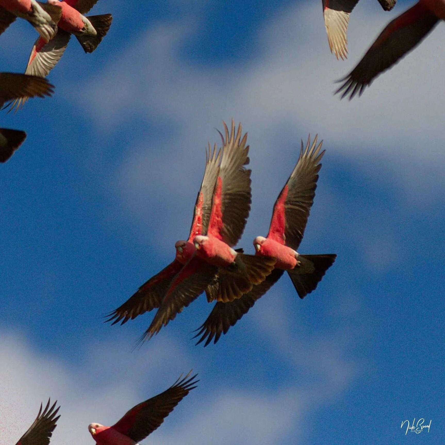 Pink and gray galahs flying against a blue sky with scattered clouds.