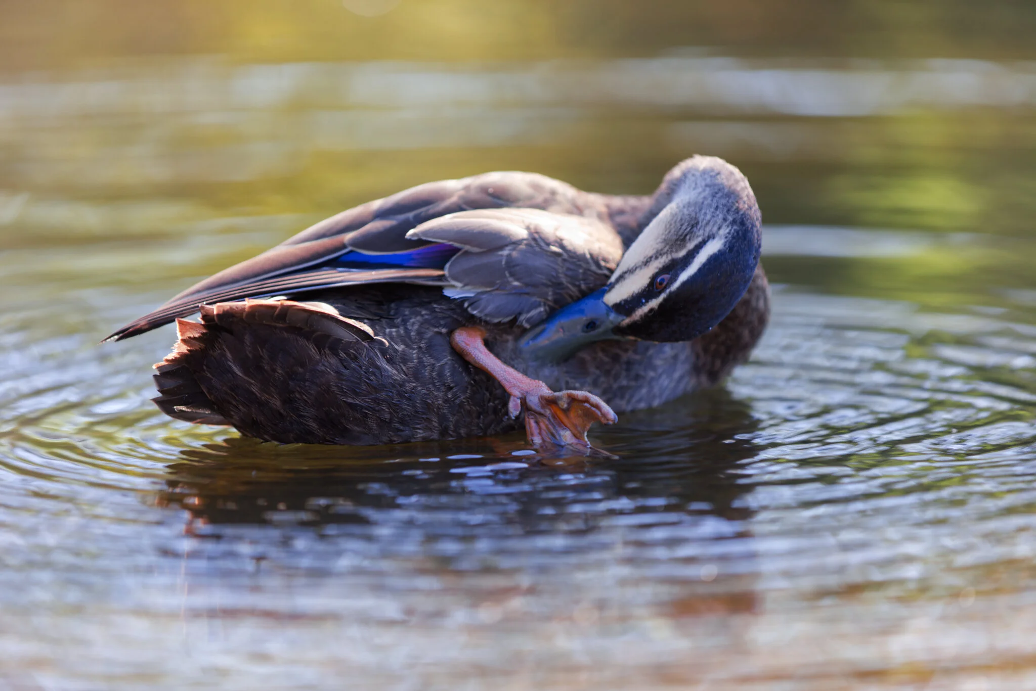 Duck preening its feathers on a pond, creating ripples in the water.