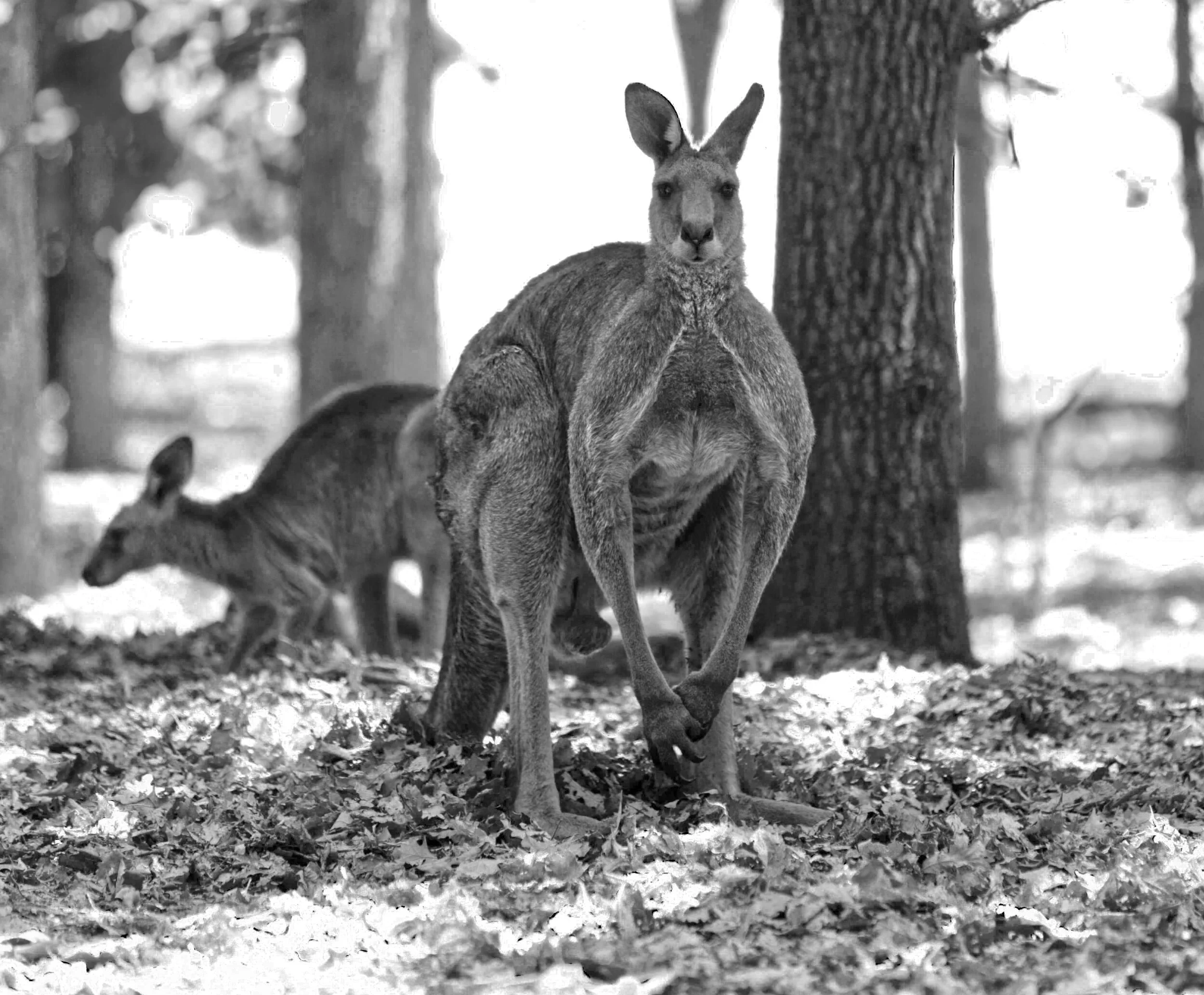 Two kangaroos in a forest setting with fallen leaves on the ground, one standing in the foreground and the other grazing in the background.