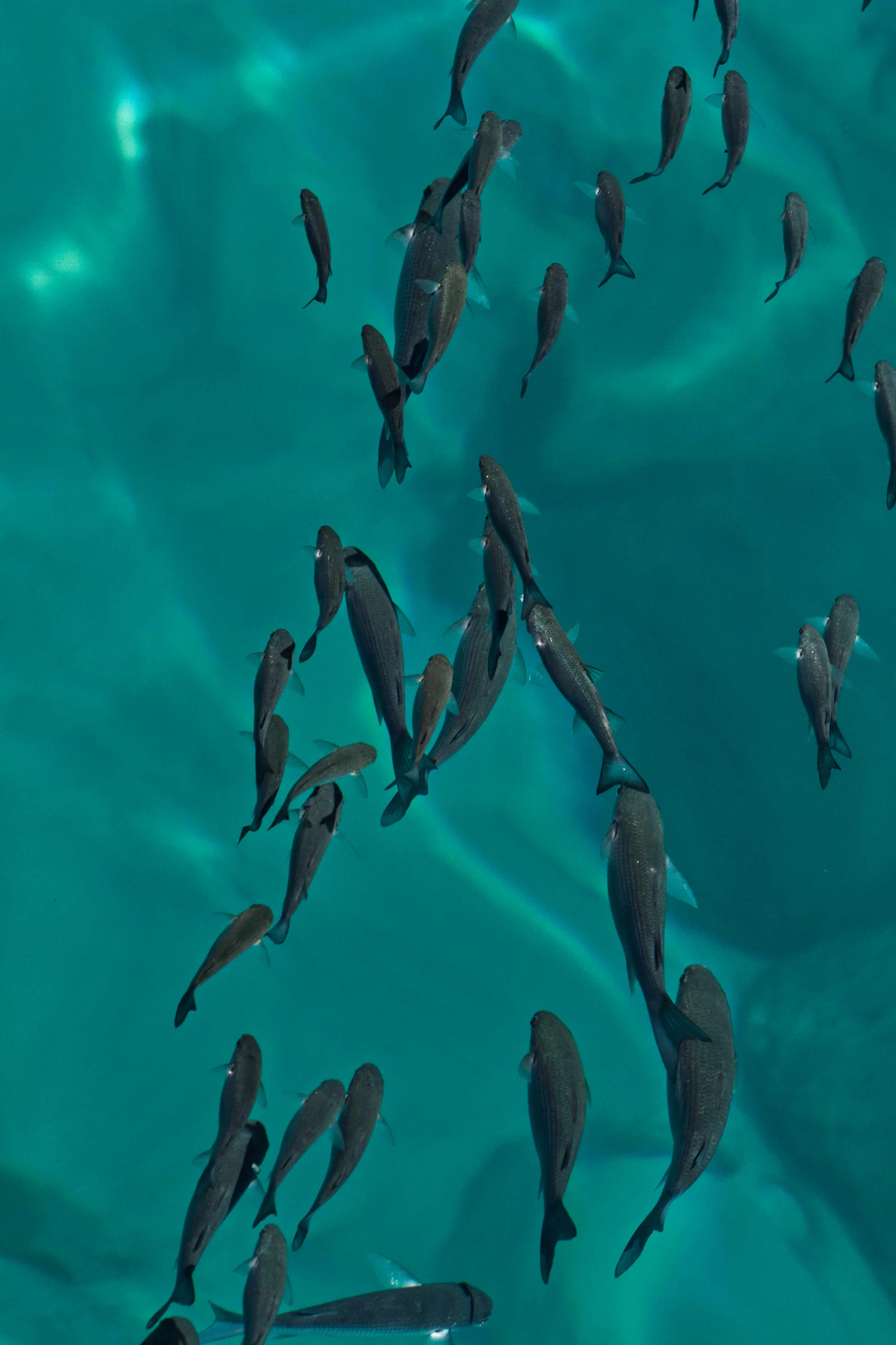 School of fish swimming in clear turquoise water