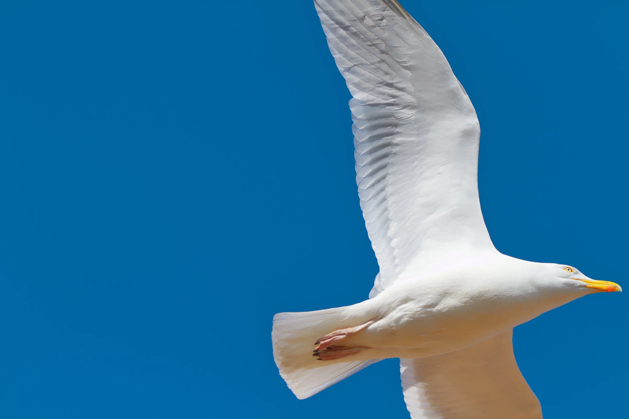 Seagull in flight against a clear blue sky