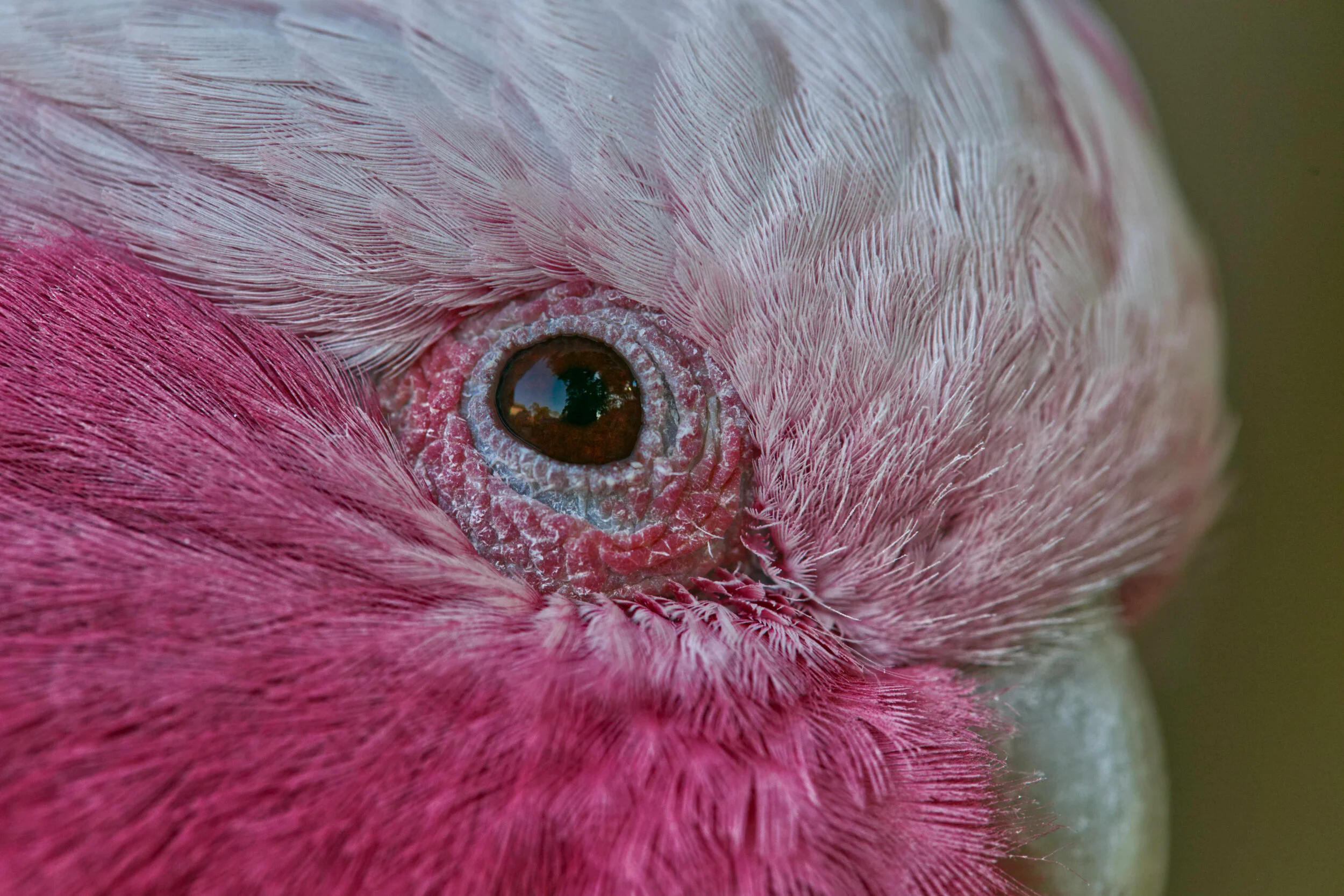 Close-up of a pink and white bird's eye with detailed feathers.