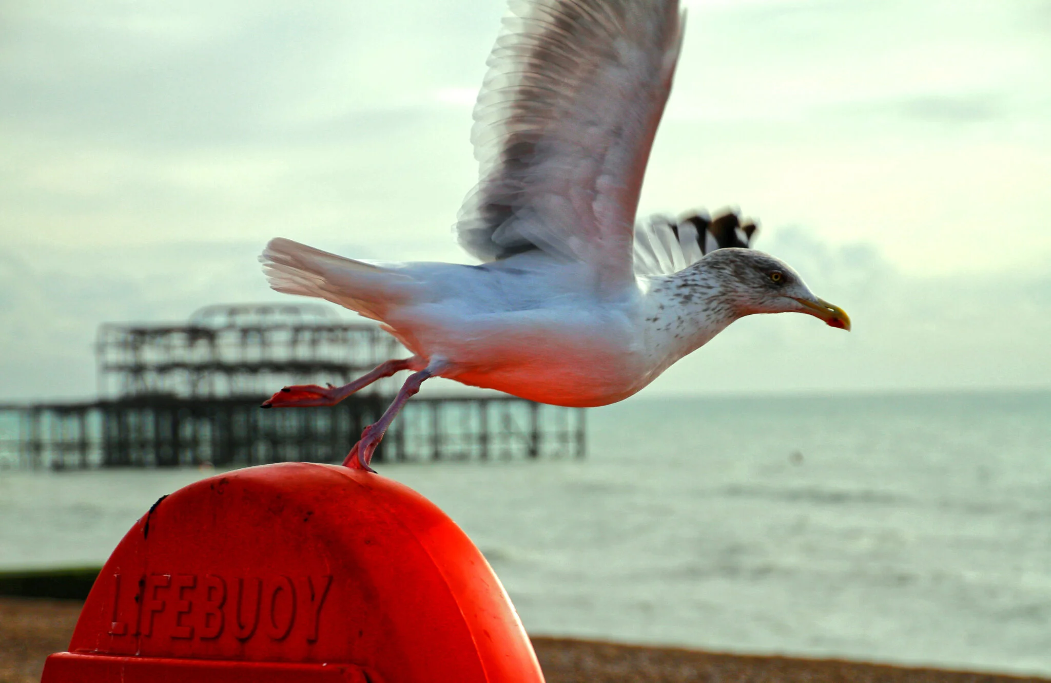 Seagull taking off from a red lifebuoy near the sea with a blurred background of water and a pier.