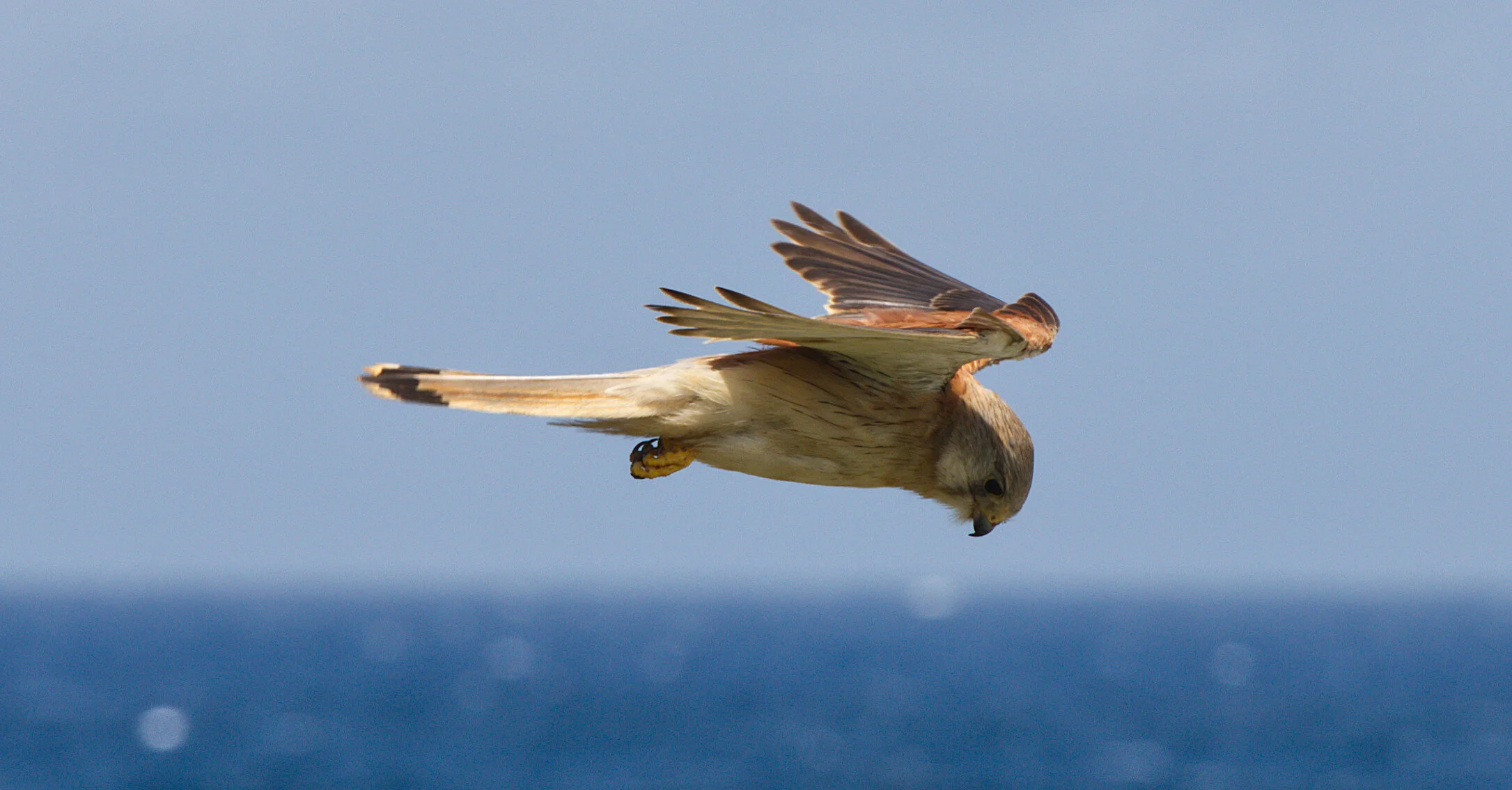 Bird in flight against blue sky and ocean background