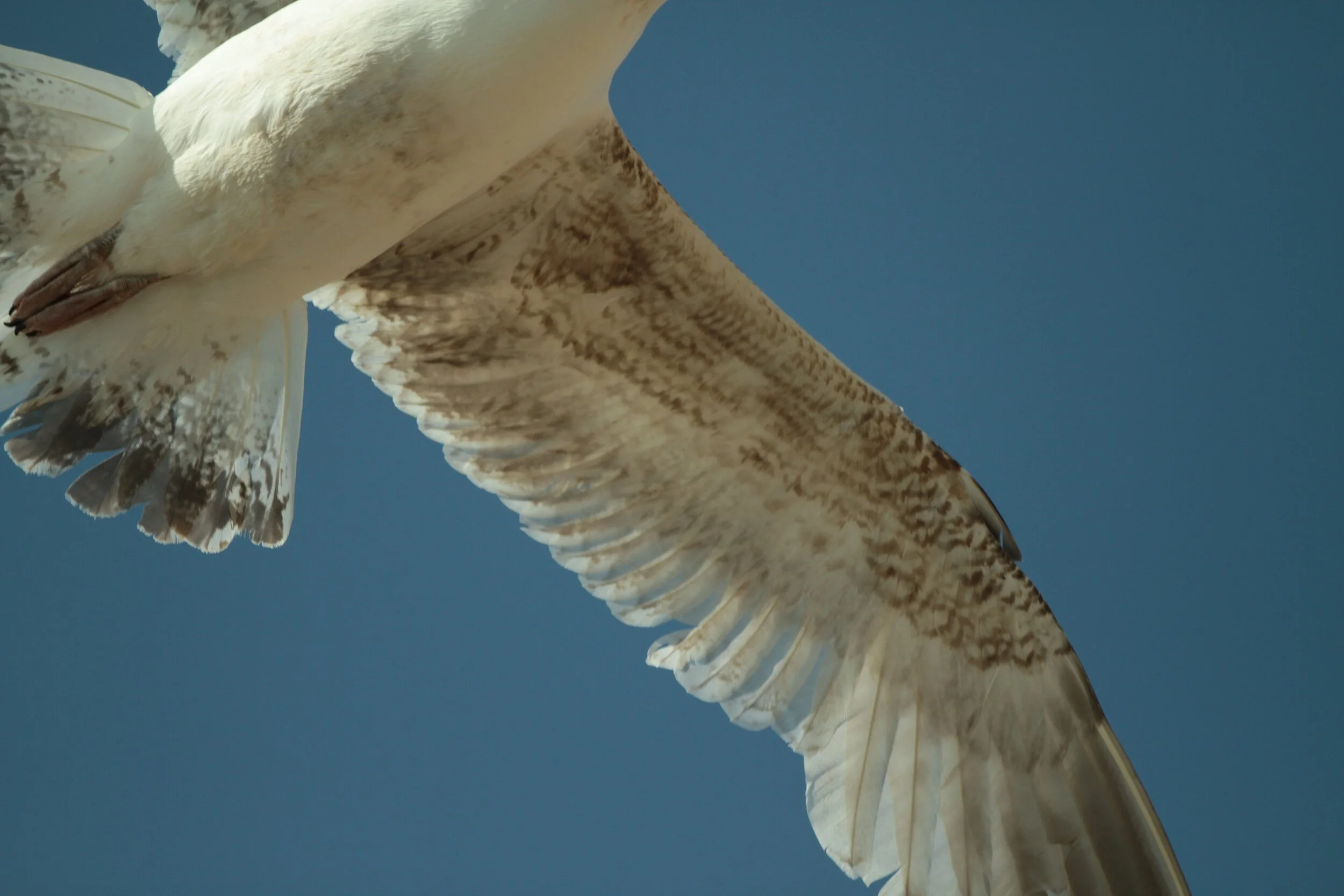 Close-up of a seagull in flight against a clear blue sky.