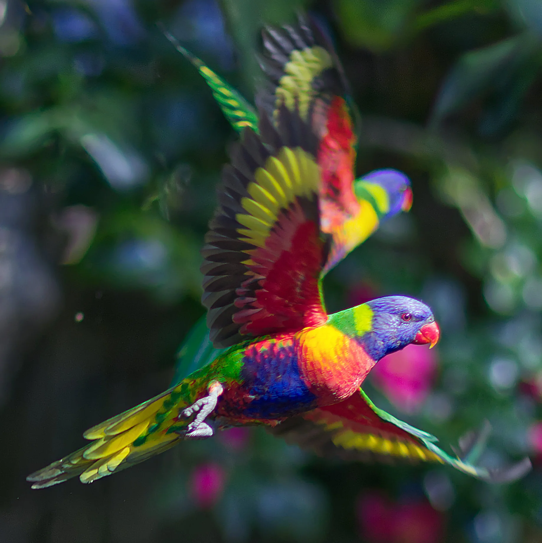 Two colorful parrots flying with vibrant feathers, set against a blurred natural background.
