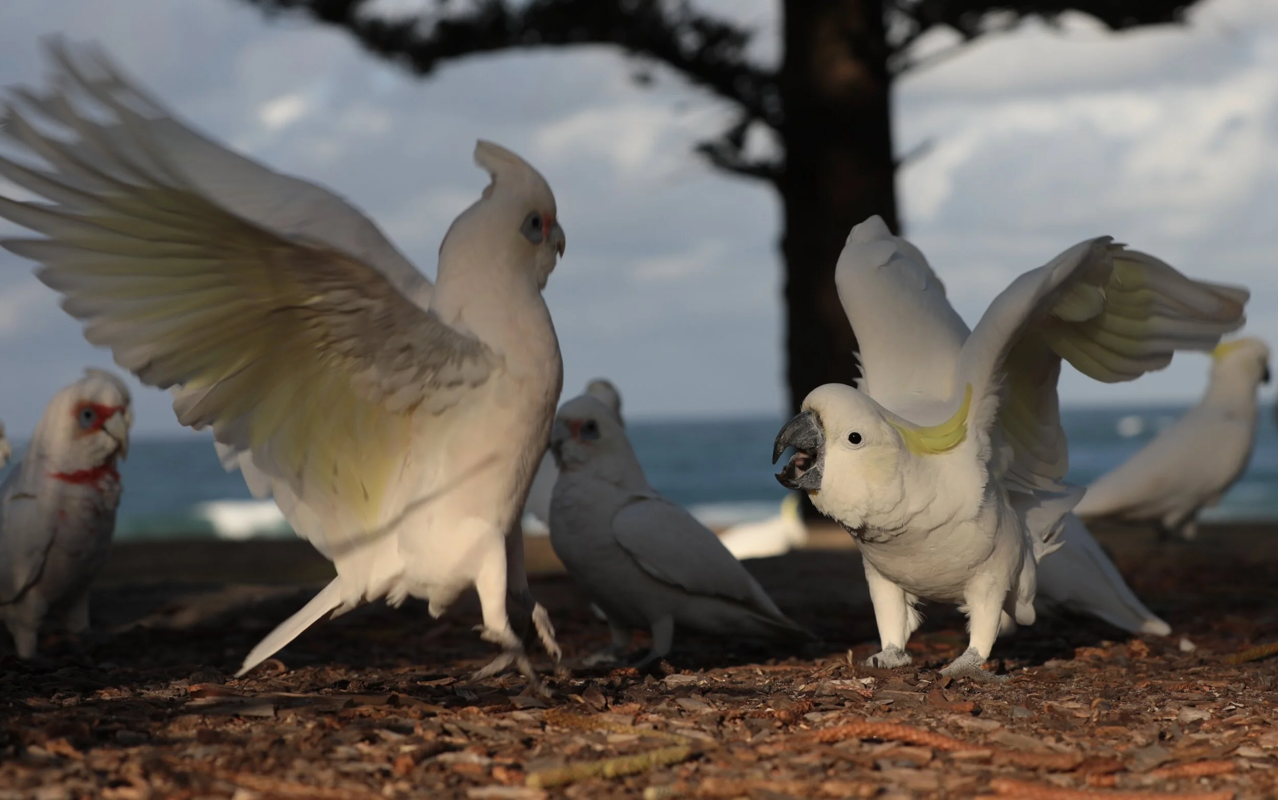 Group of cockatoos with white feathers, some with open wings, on a beach background with the ocean visible.