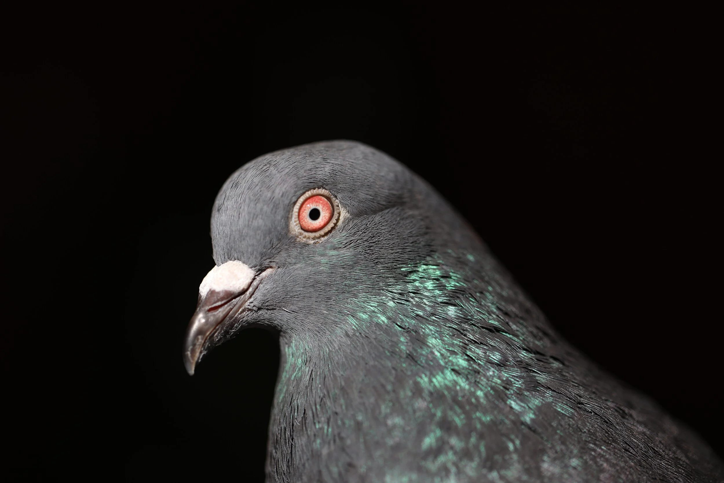 Close-up of a pigeon with iridescent feathers against a black background.