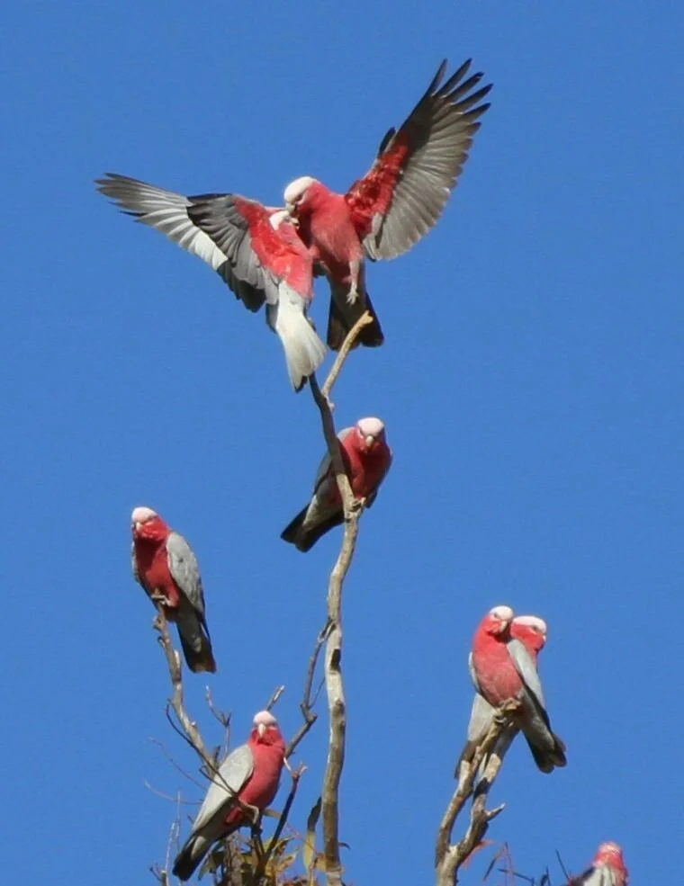 Group of pink and gray galahs perched on tree branches against a clear blue sky.