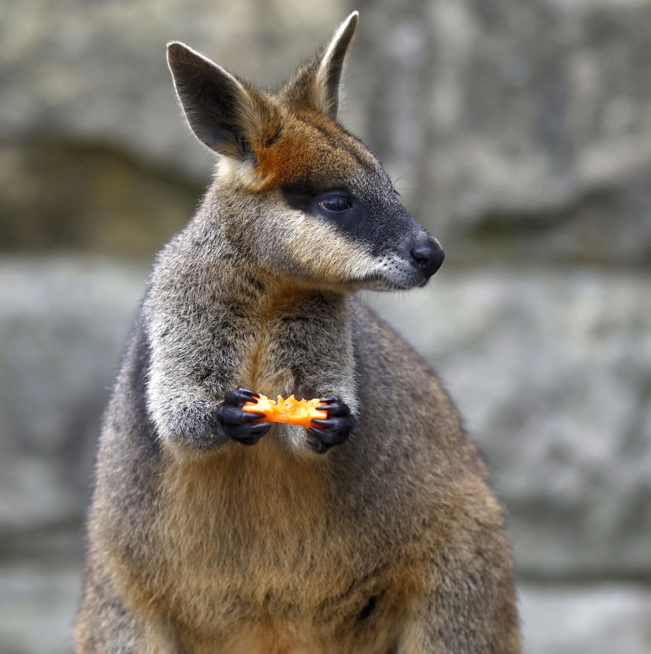 A close-up of a small mammal, possibly a wallaby or a similar creature, holding an orange snack in its paws, with a blurred rocky background.
