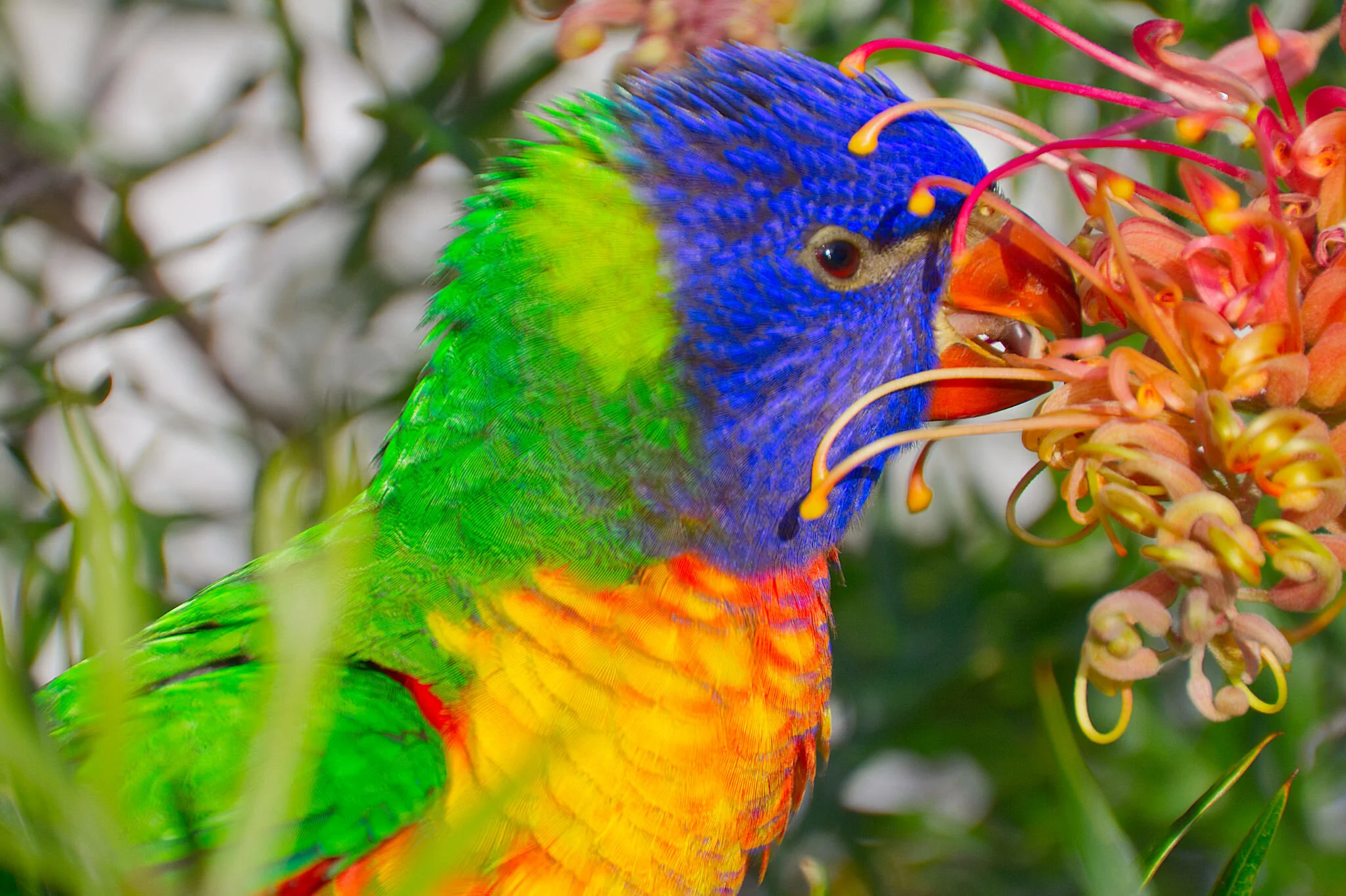 A colorful parrot with vibrant green, blue, and yellow feathers is feeding on orange, curly flowers.