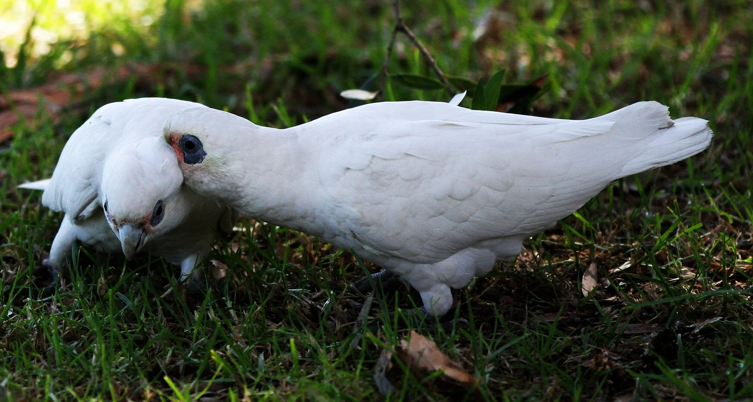 Two white cockatoos foraging on grass