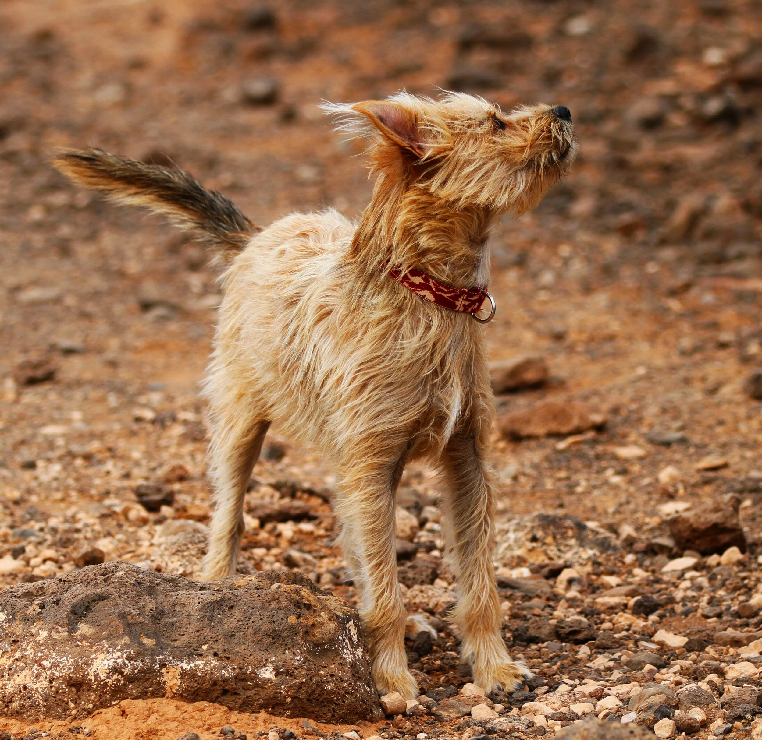 Scruffy brown dog with a red collar standing on rocky terrain.