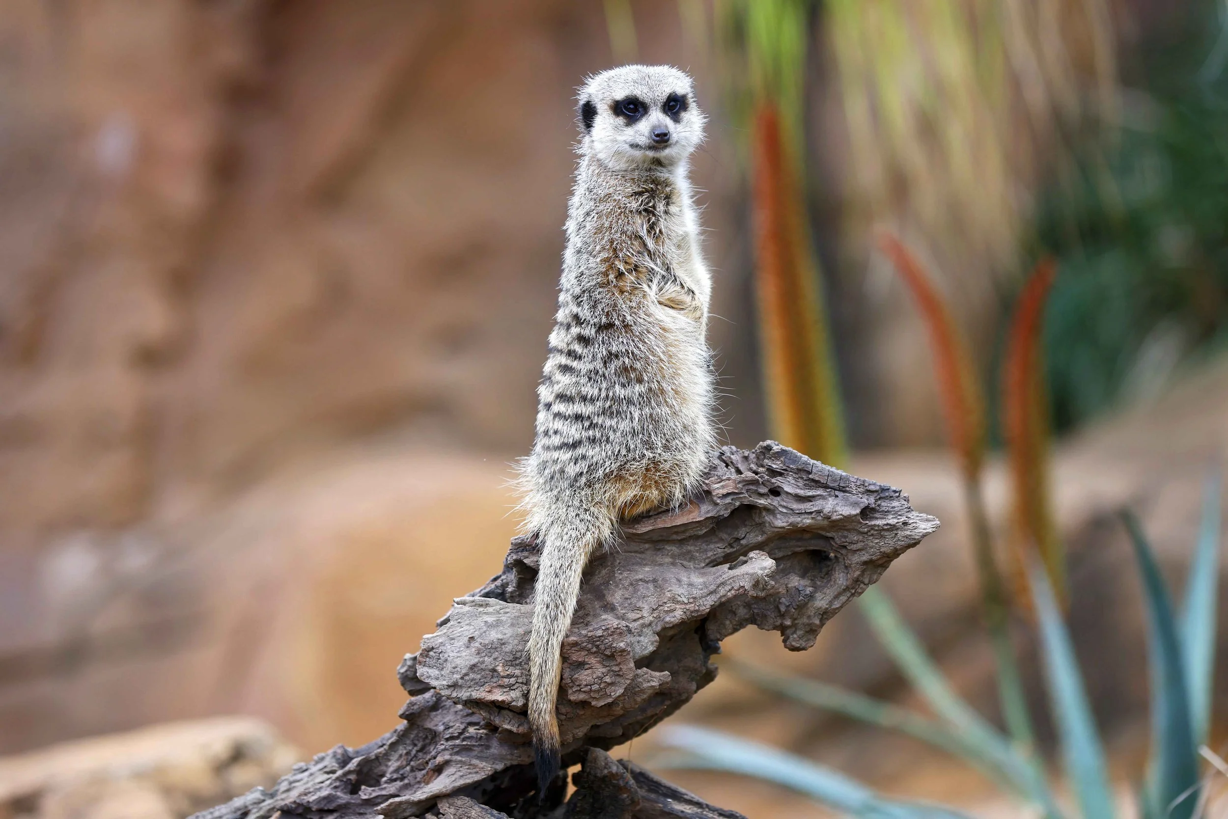 A meerkat standing upright on a piece of wood with desert plants in the background.